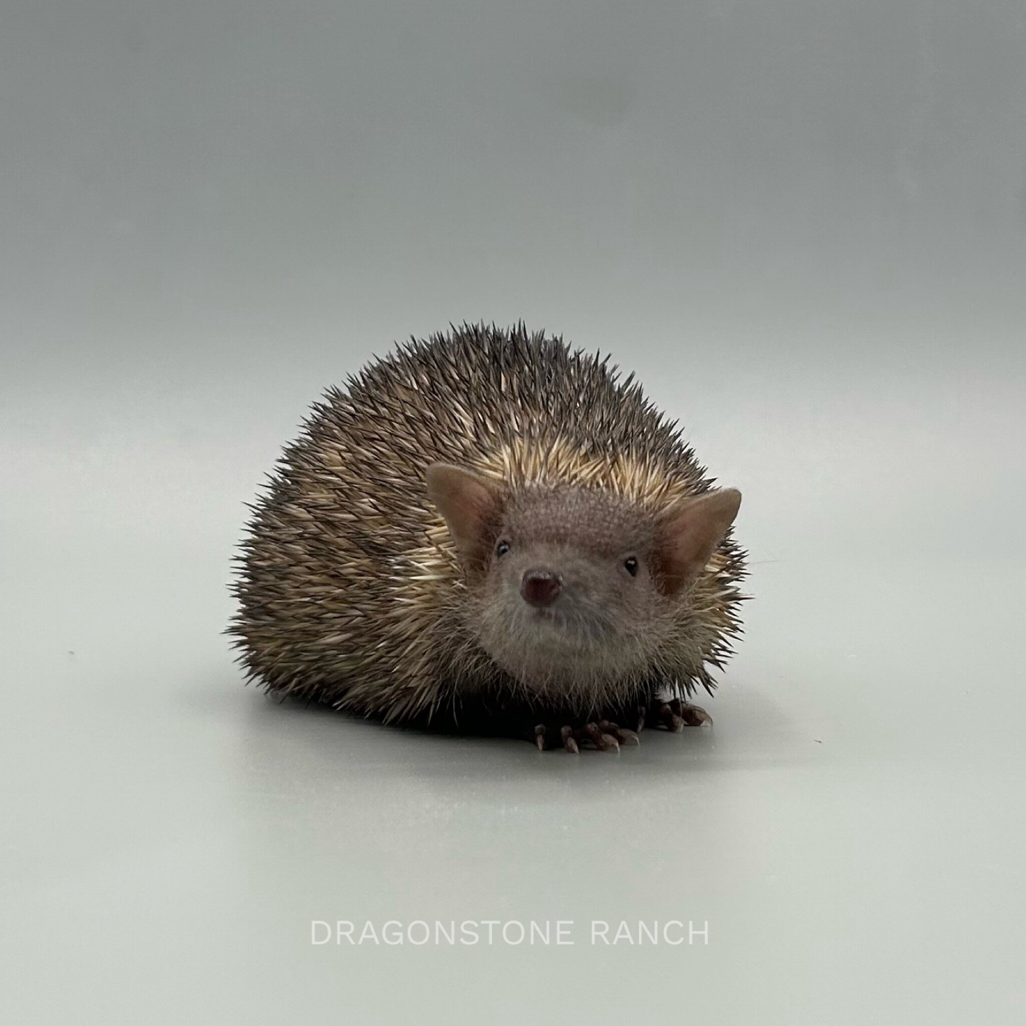 A73203FB-2242-4098-AA2A-3238DE9E8F01