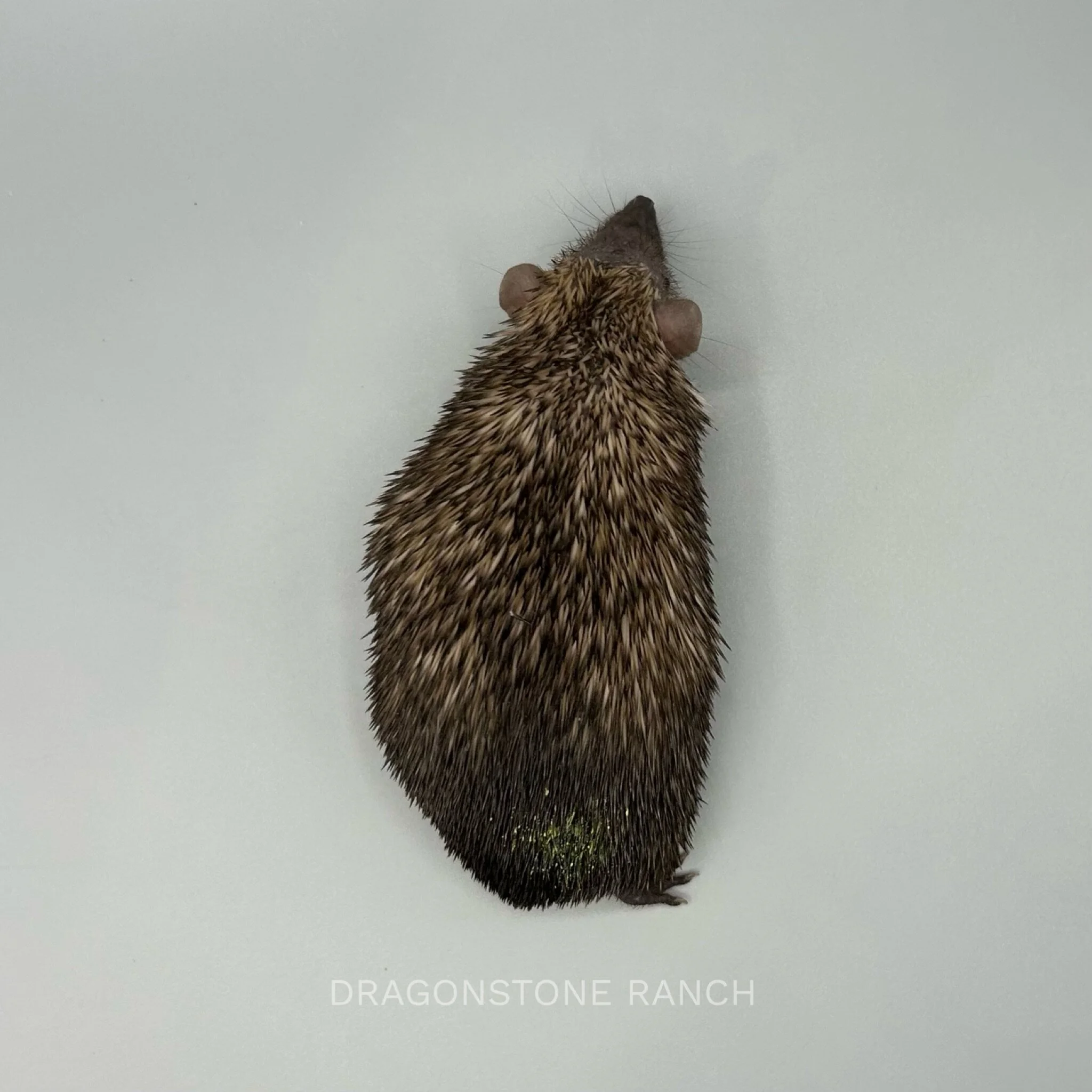 8024A8E2-1780-4E94-8E69-3924D26CB636