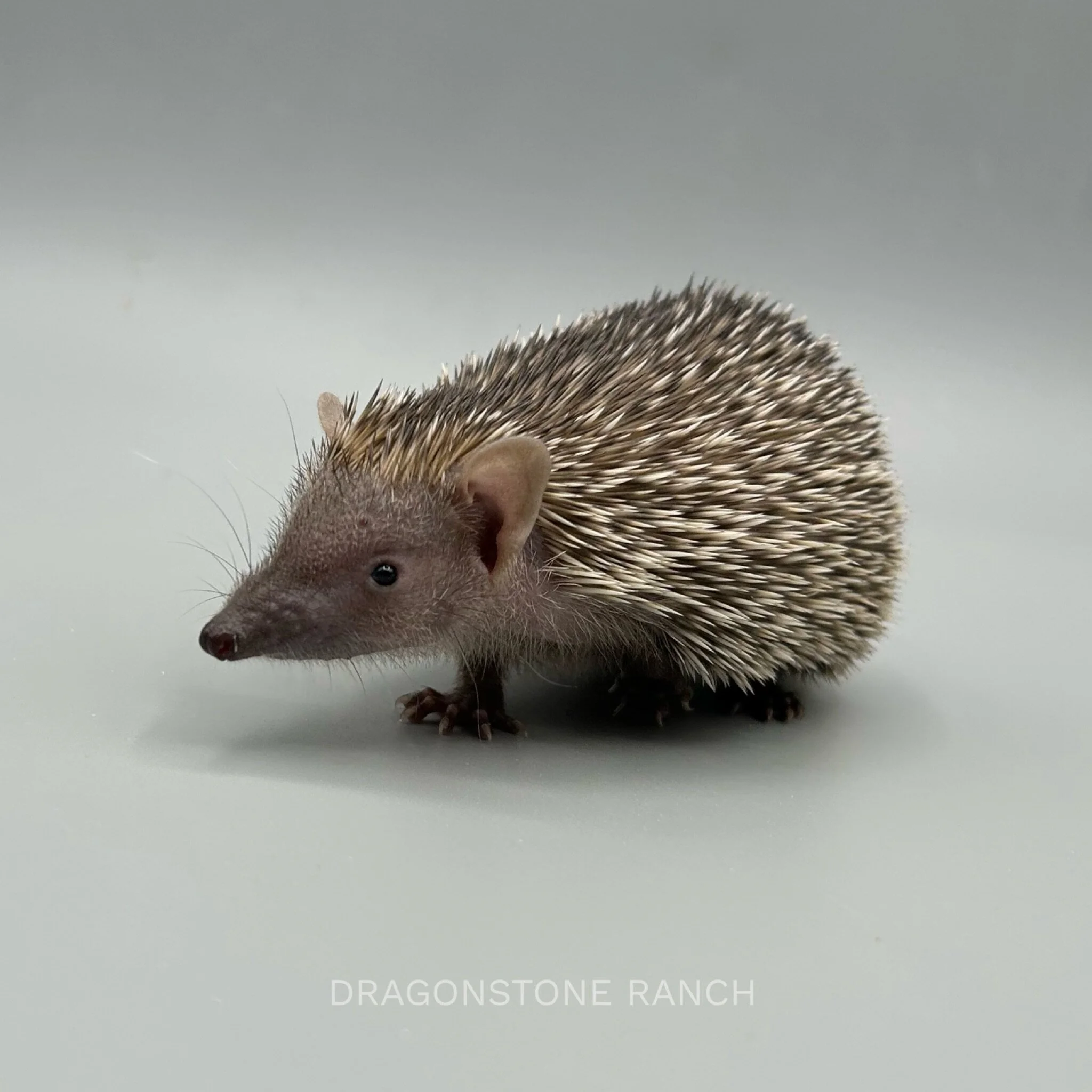 59EA97DA-781B-4CCC-8AB2-2835AD89E624