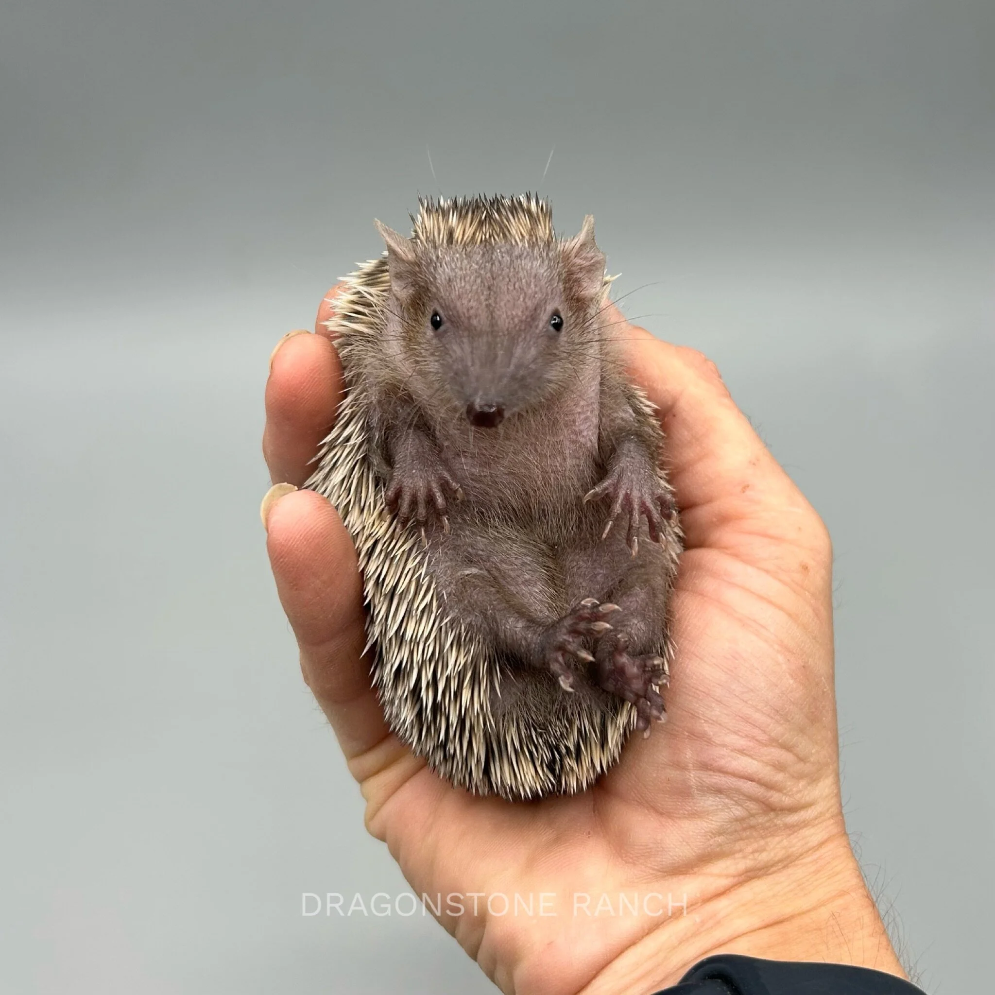 8E079900-5C64-4068-ACA2-3E68E3148BAC