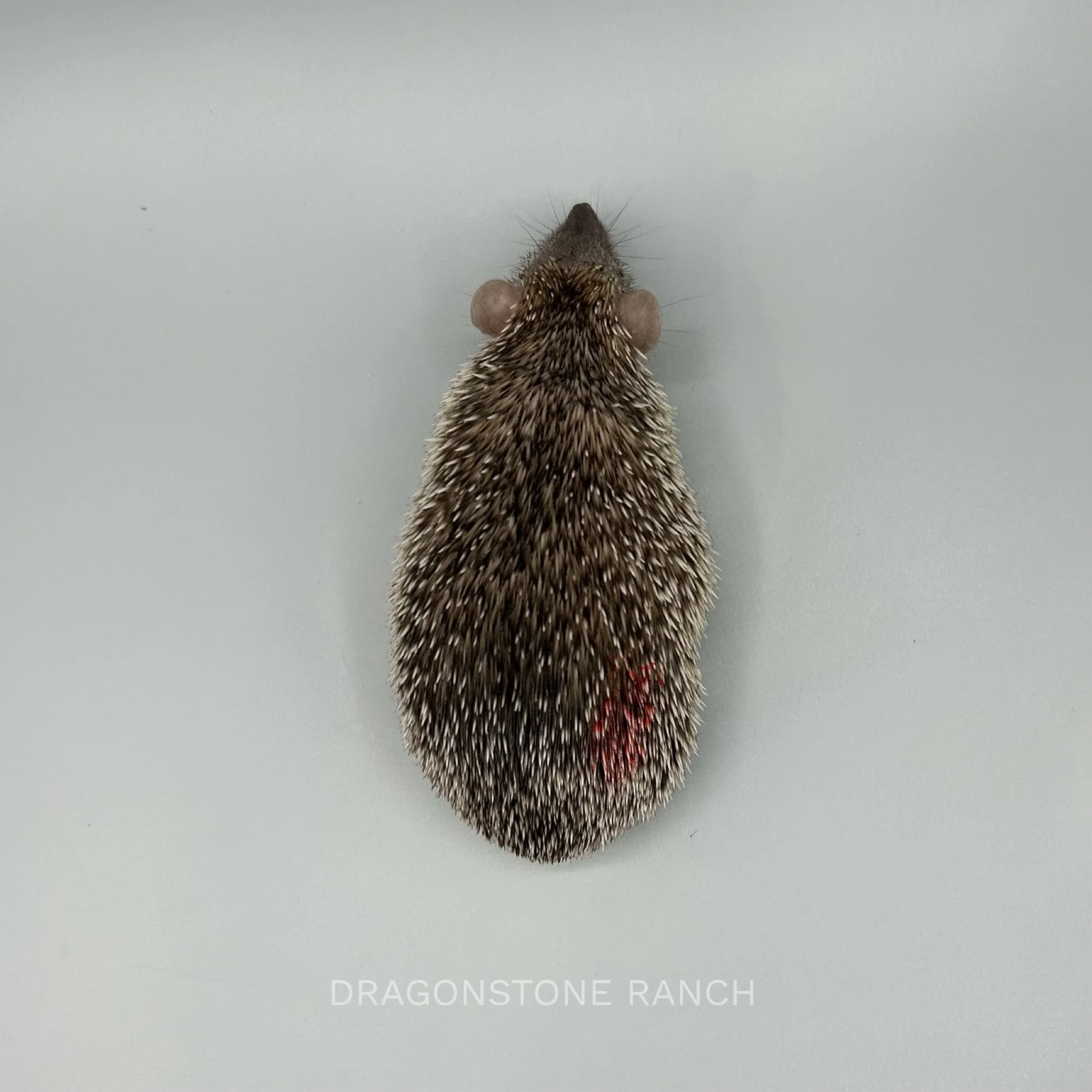 1B56CA6D-EB87-40B1-8C24-BF68C8E0FEF6