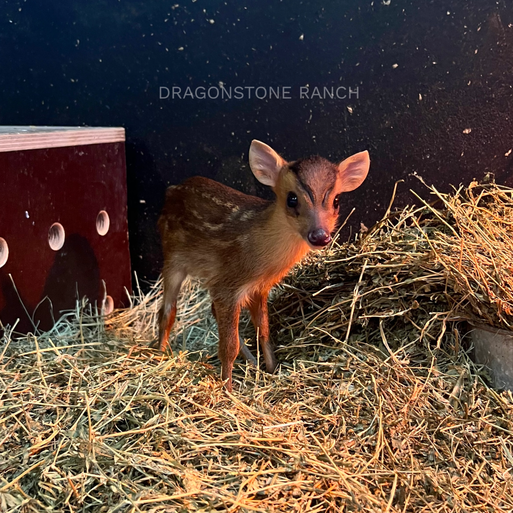 60BD1849-5E79-4BAE-8899-3B4F3899D704