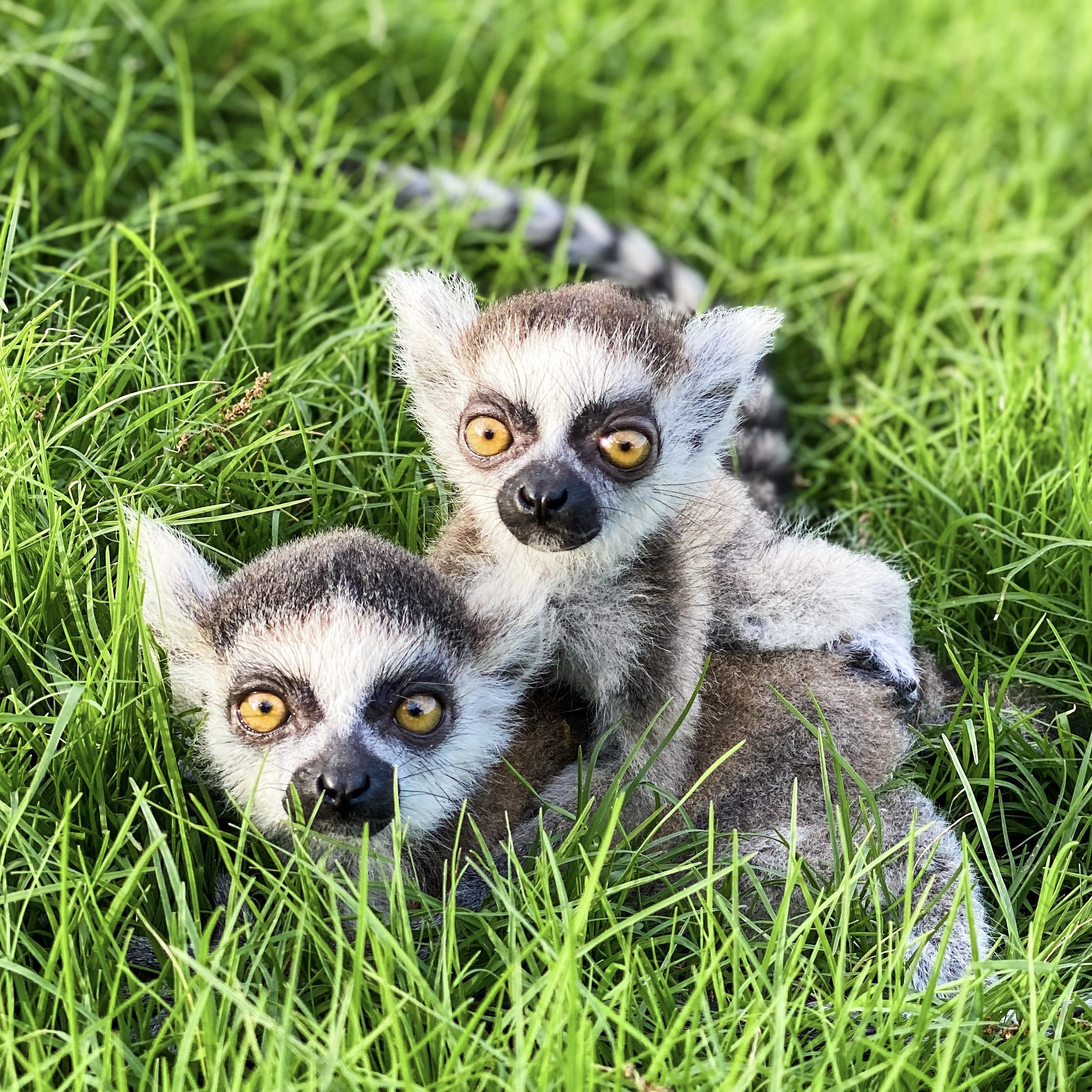 Baby Lemurs For Sale