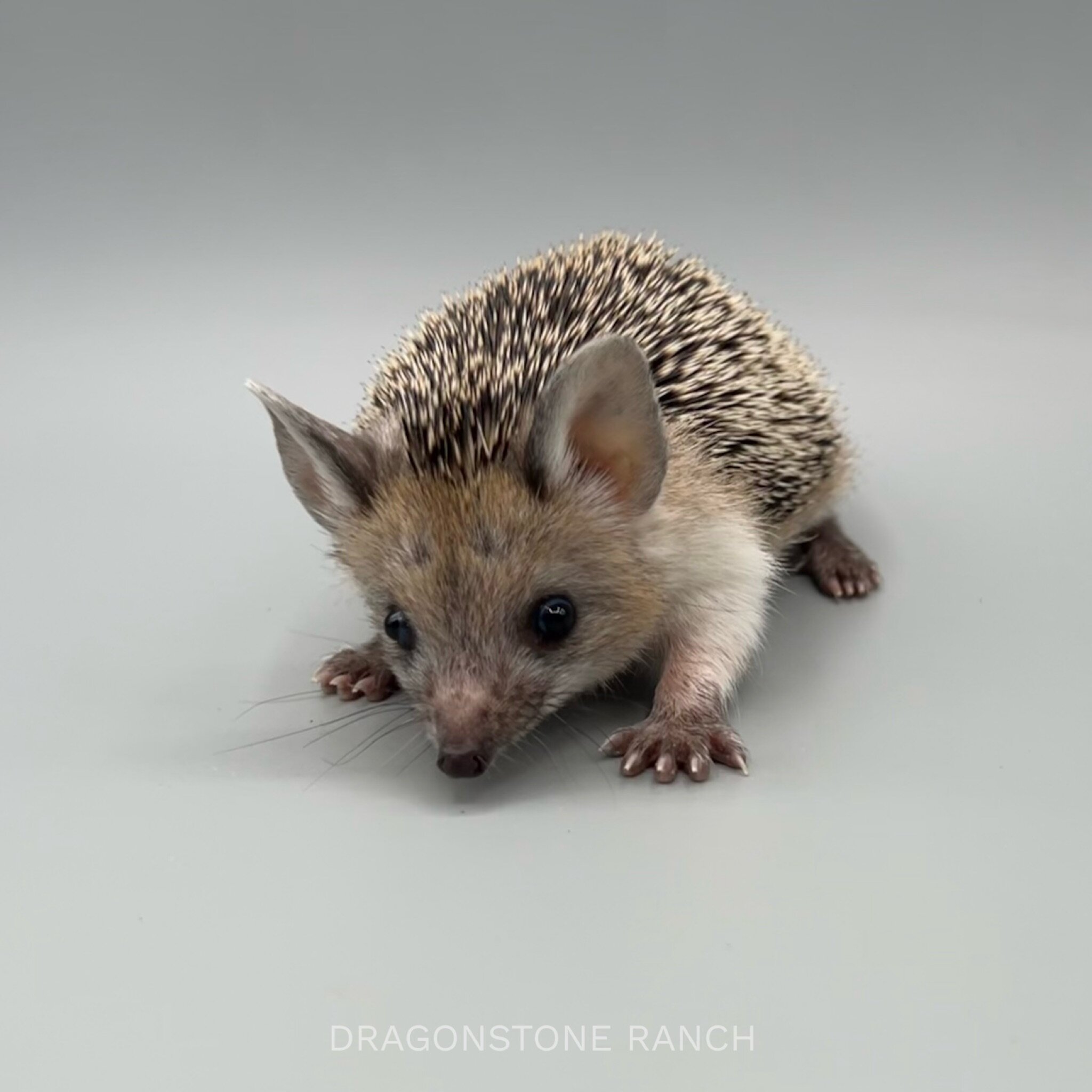 411C59ED-B1BB-48C3-880F-DD73DFDDC1C5