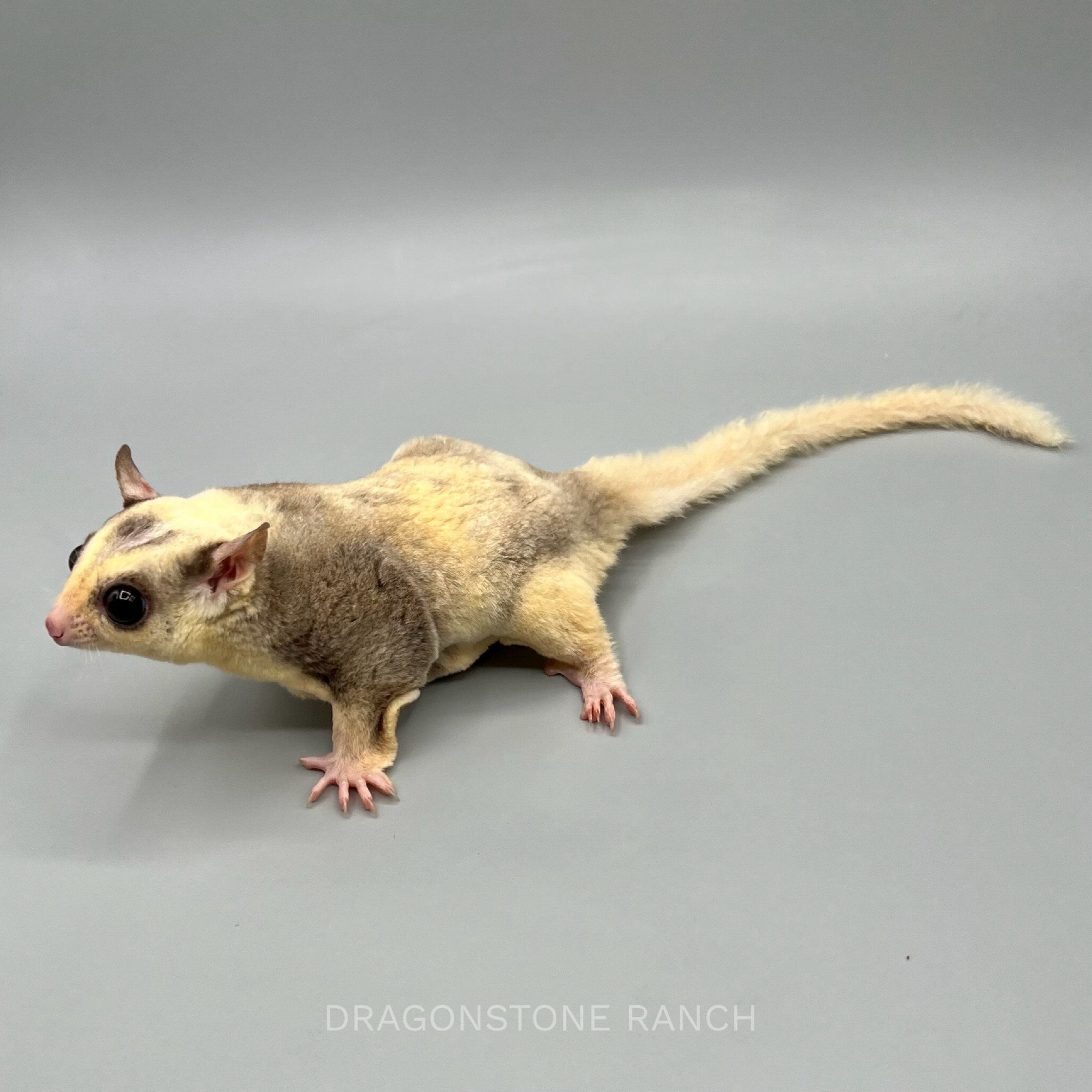 388413B5-0C4B-4154-8C44-0233859DD1F5