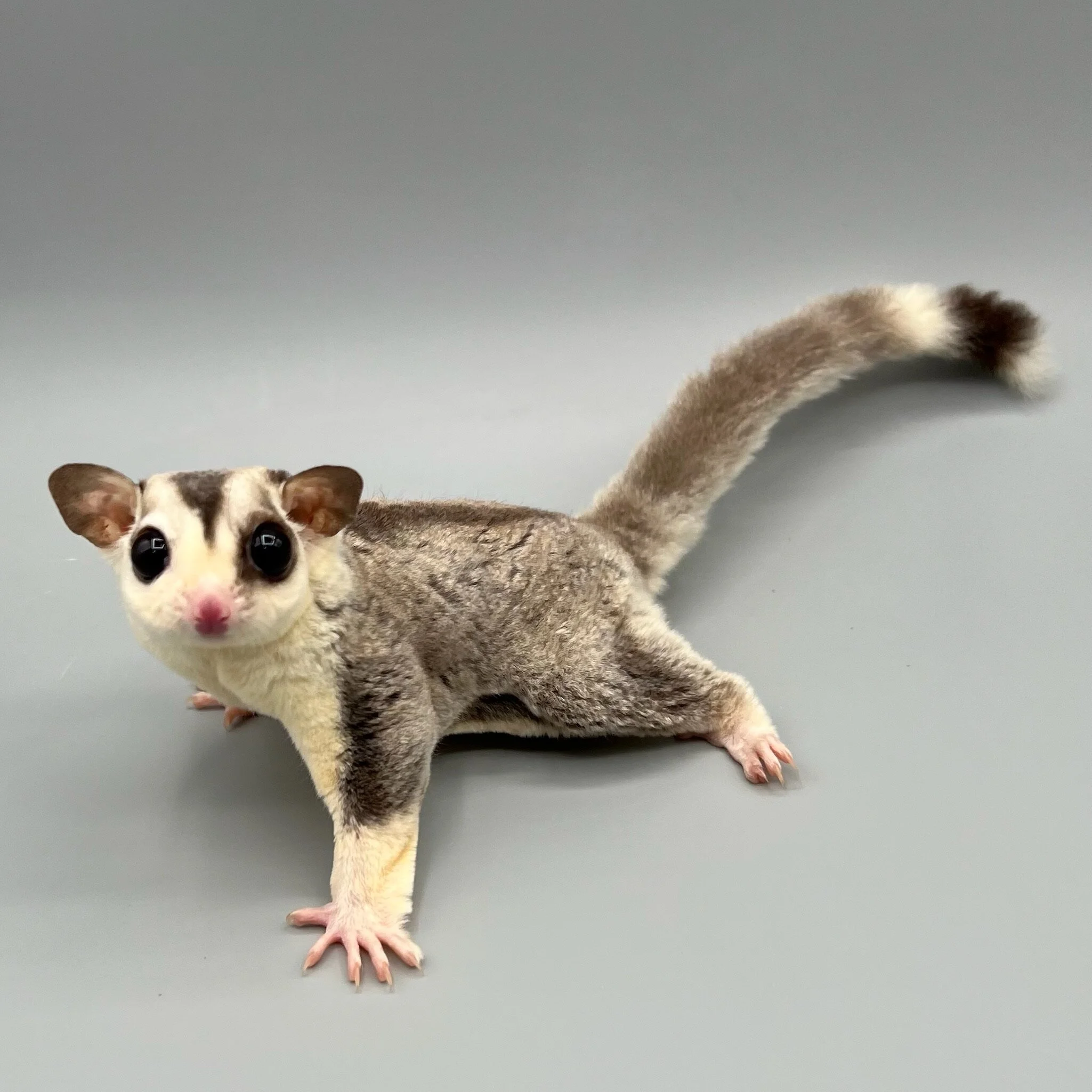 5DFF029A-AC22-42E5-9AF6-7BFA162E8185