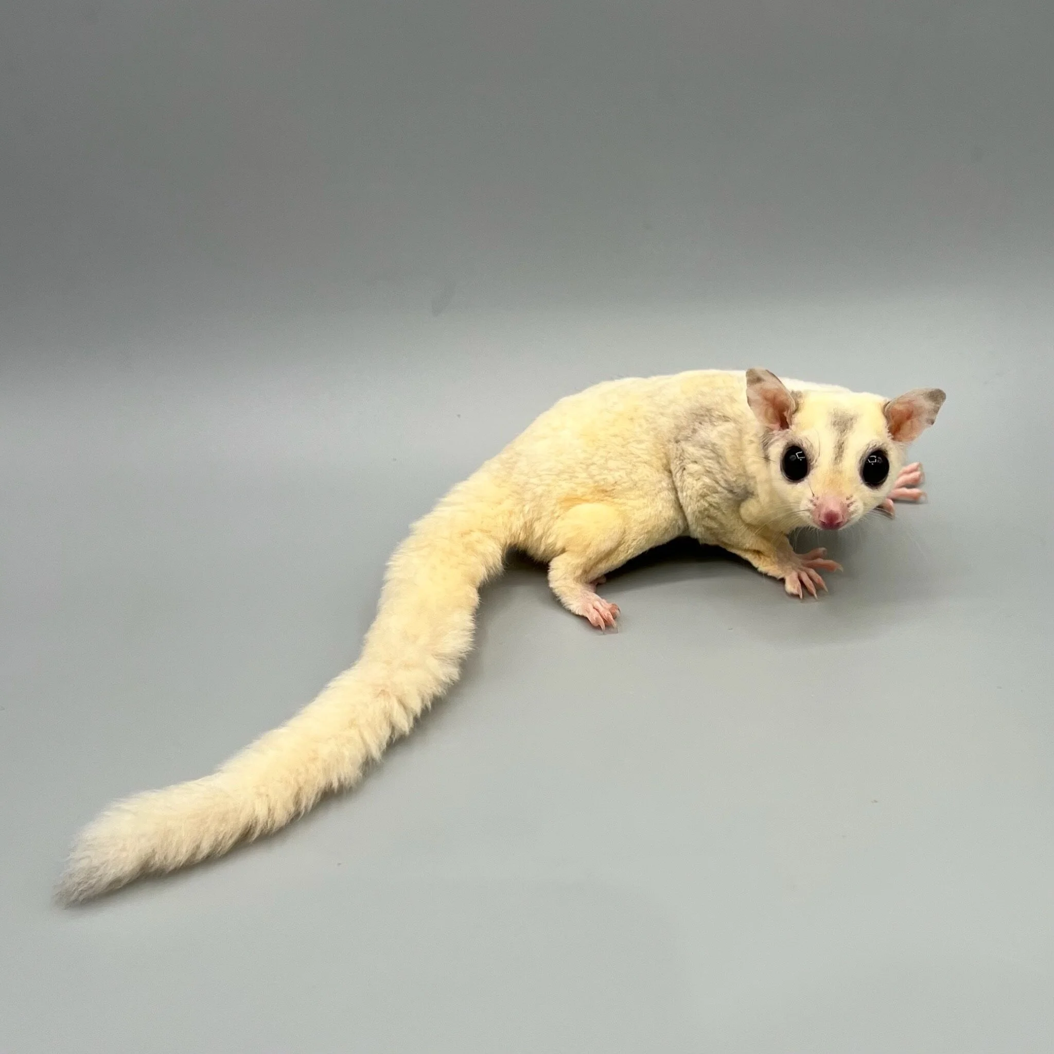 139A2EAB-9A2D-4D90-81E2-FEE6EEF7F3BA