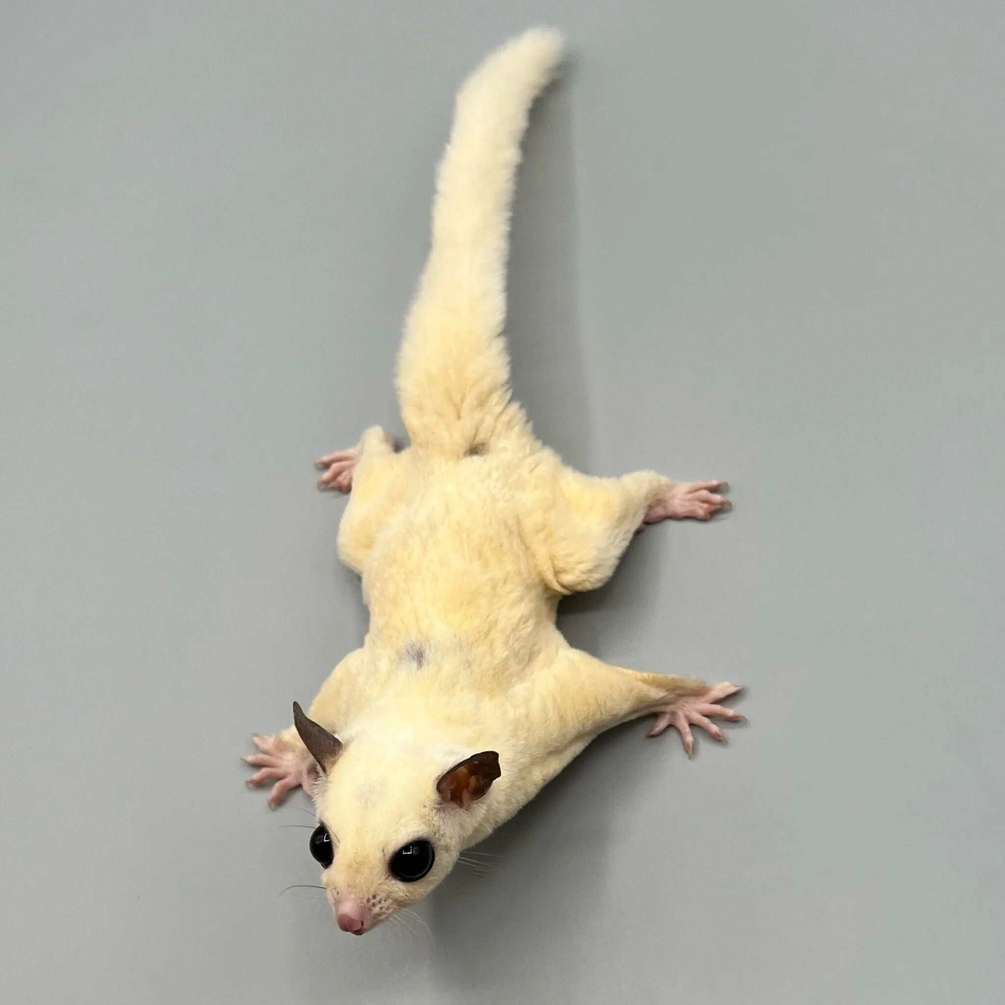 6C4F74DA-8987-48D5-96B0-A118F98C6EC0