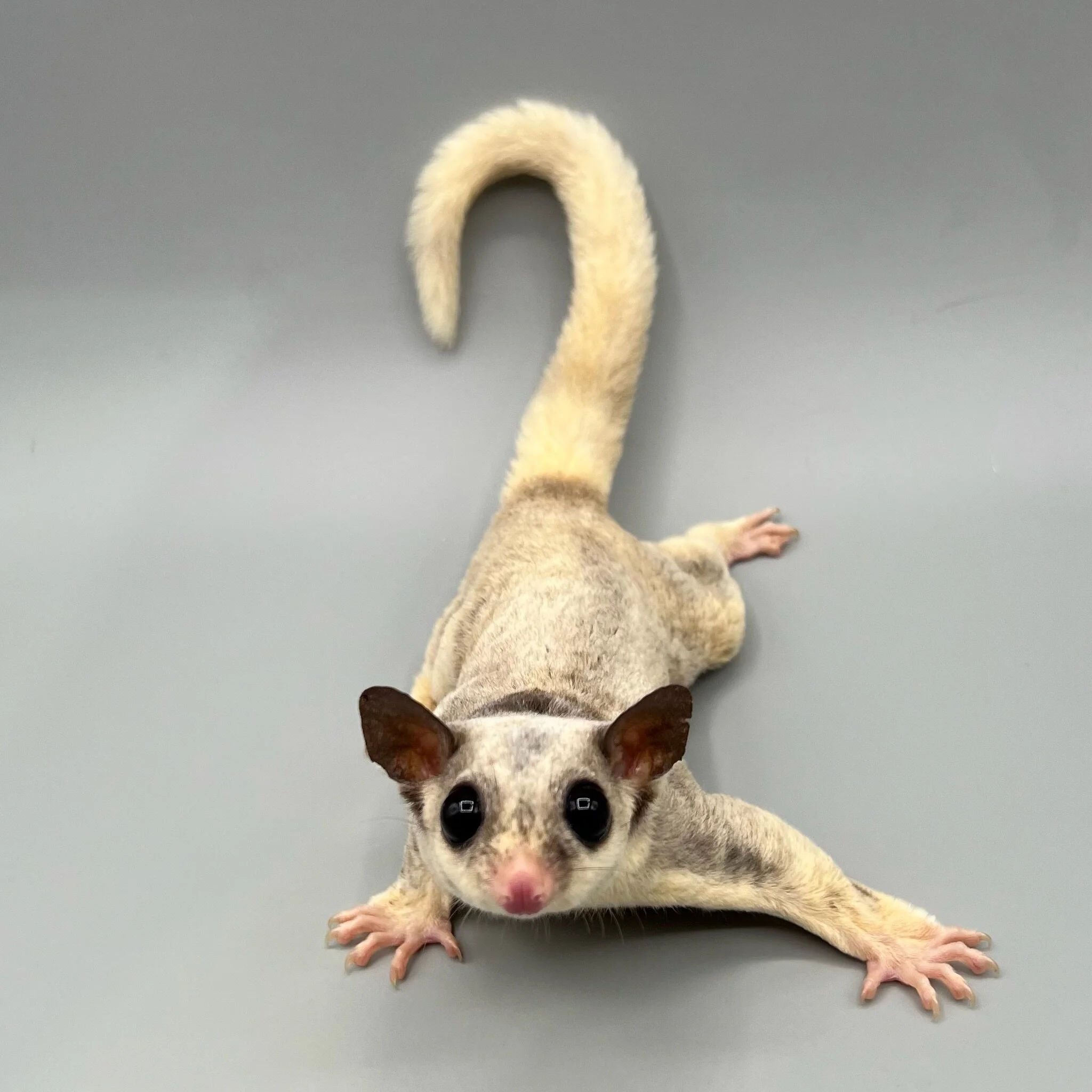 DC90CC3E-FB3D-453F-BBED-11C9B9D56967