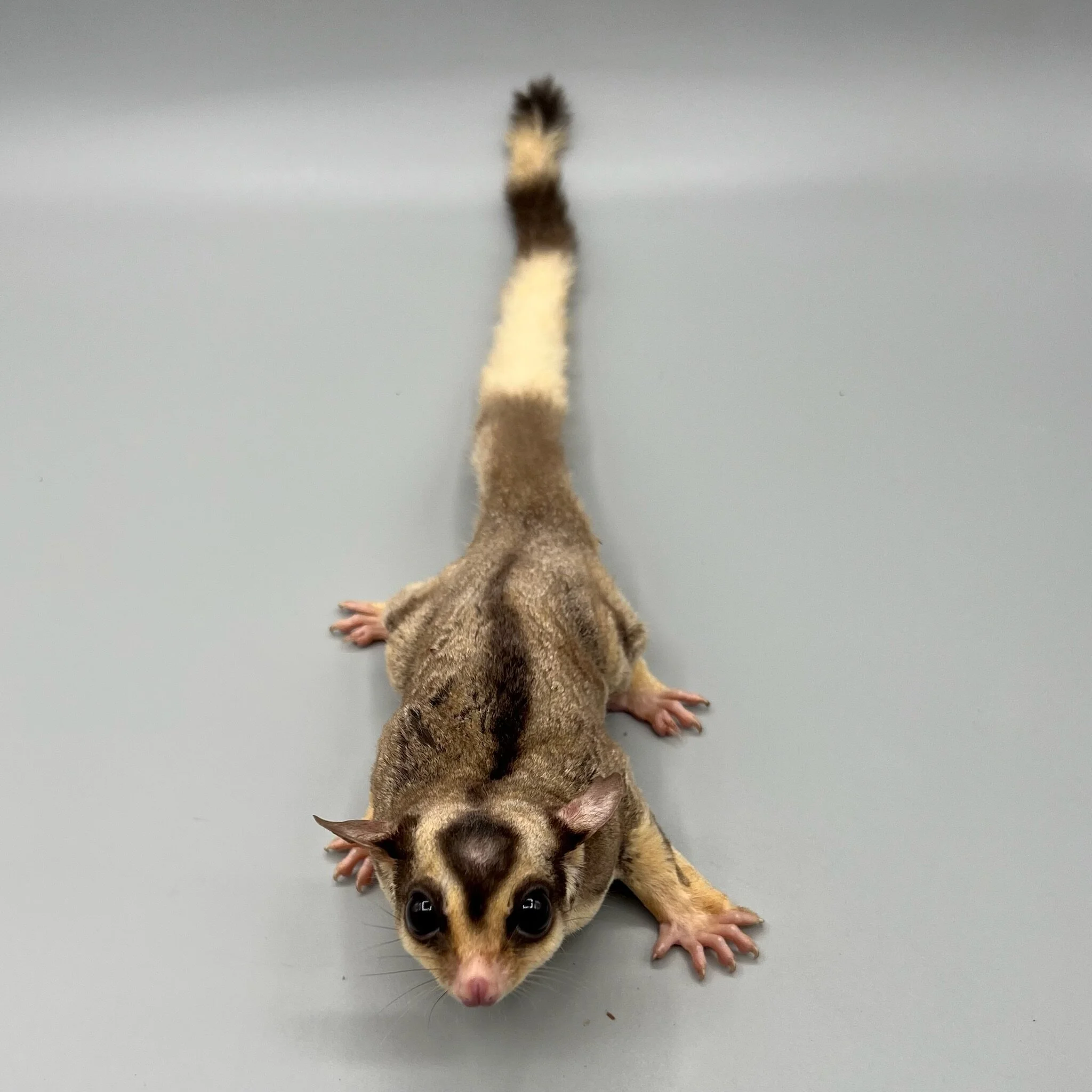 8D9749A5-573A-4F80-8946-72AFE321C867