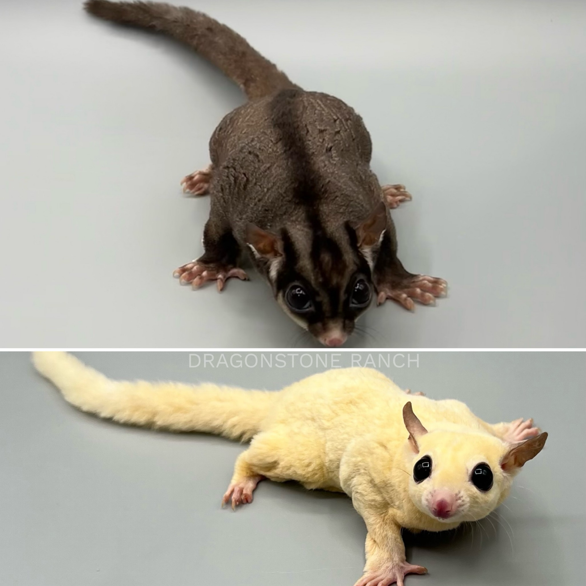 A1F1A413-1F9A-4184-9220-AA4BE5475CC0