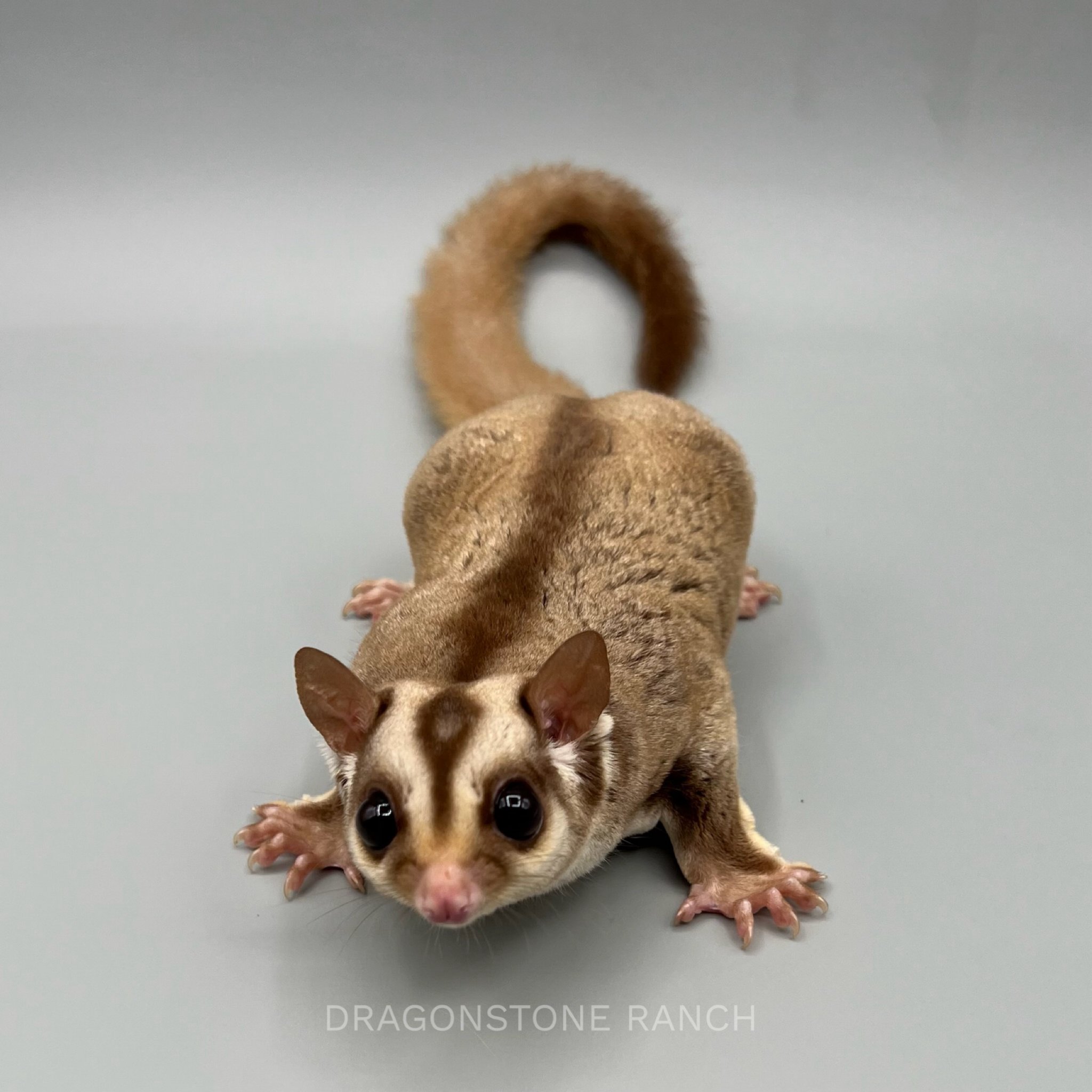 821635D9-9D10-4707-97A7-CC873D4F8452