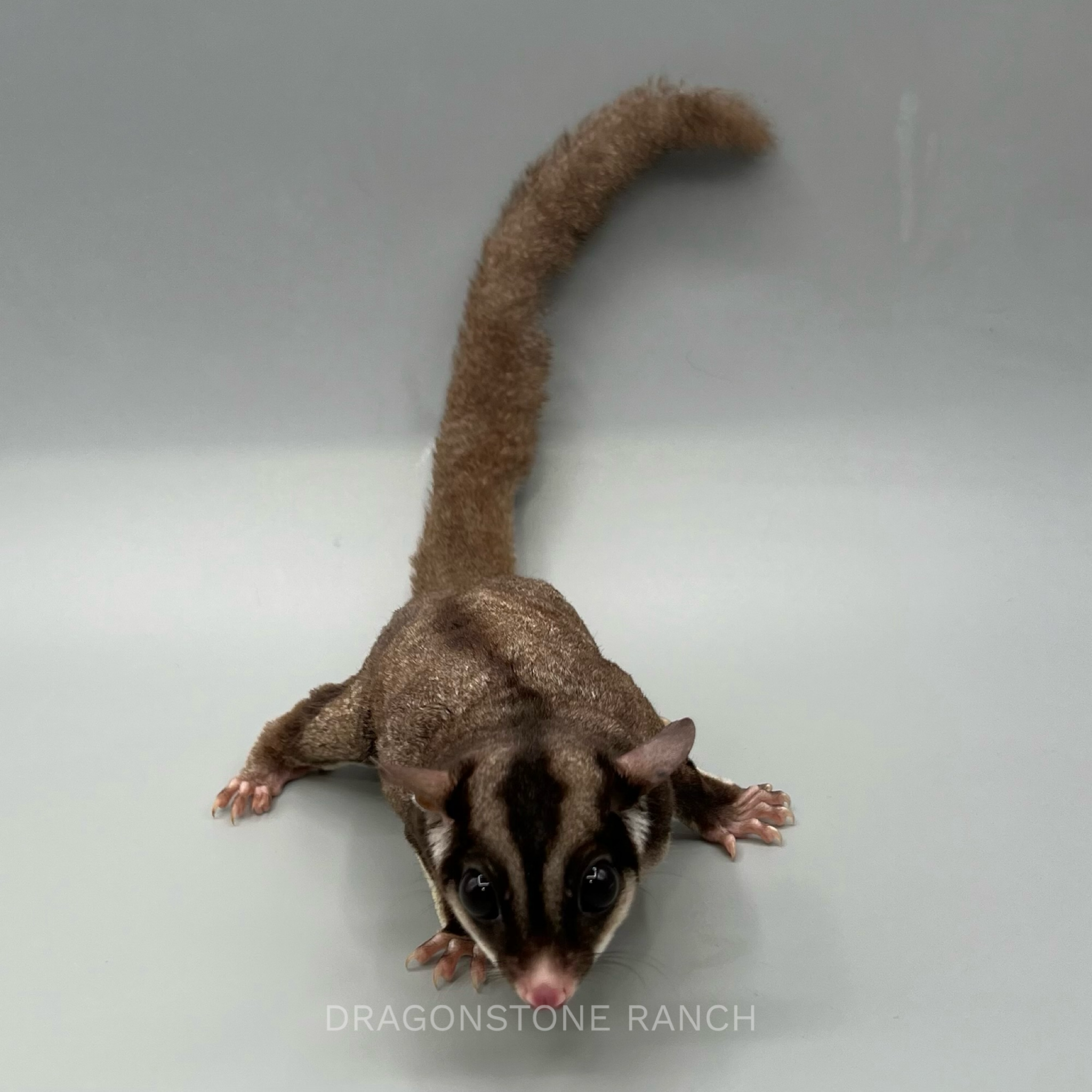 EACEE818-13DC-4000-A1DC-B25F09BA9678