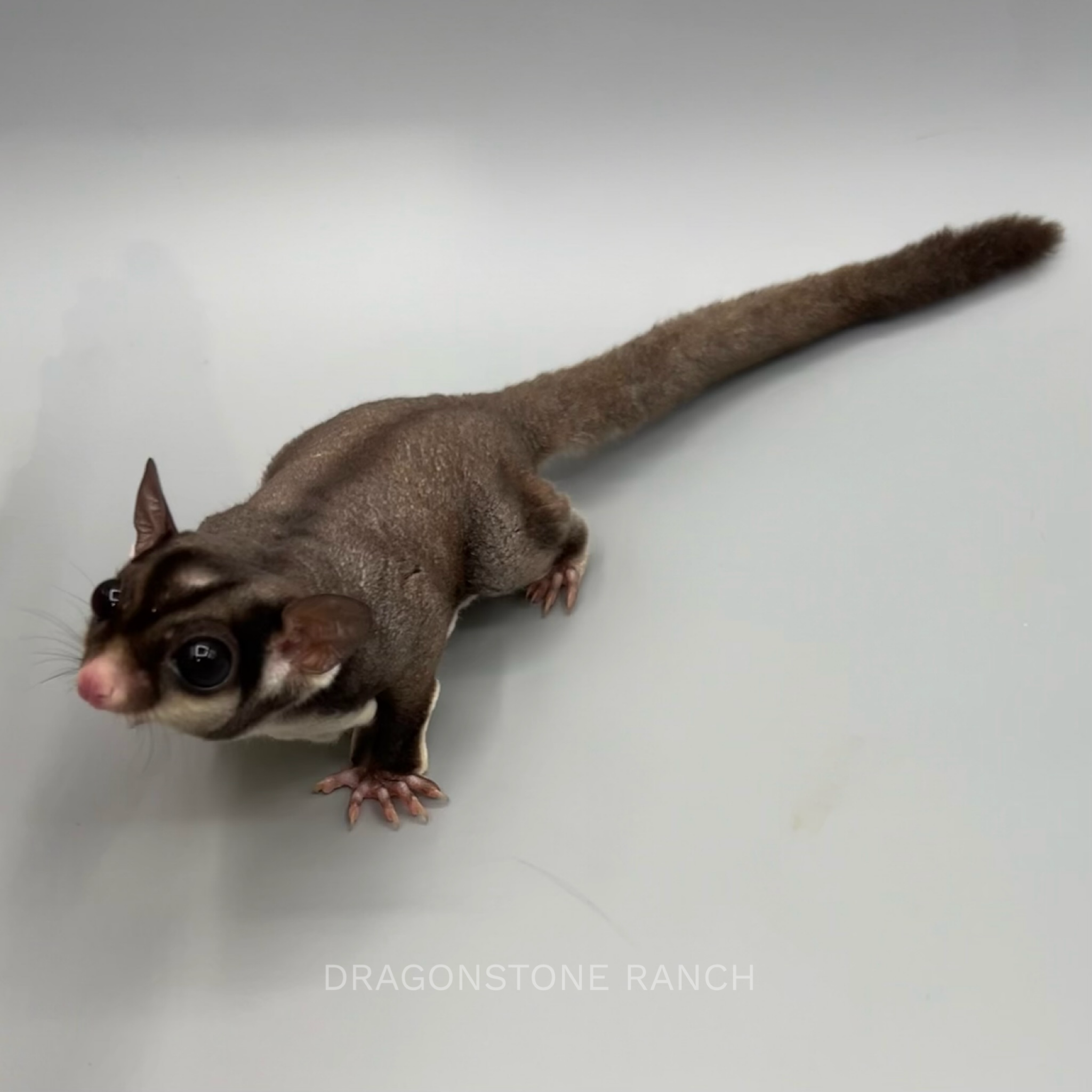 C317EB48-A28E-42AC-AE52-58B40DC9C375