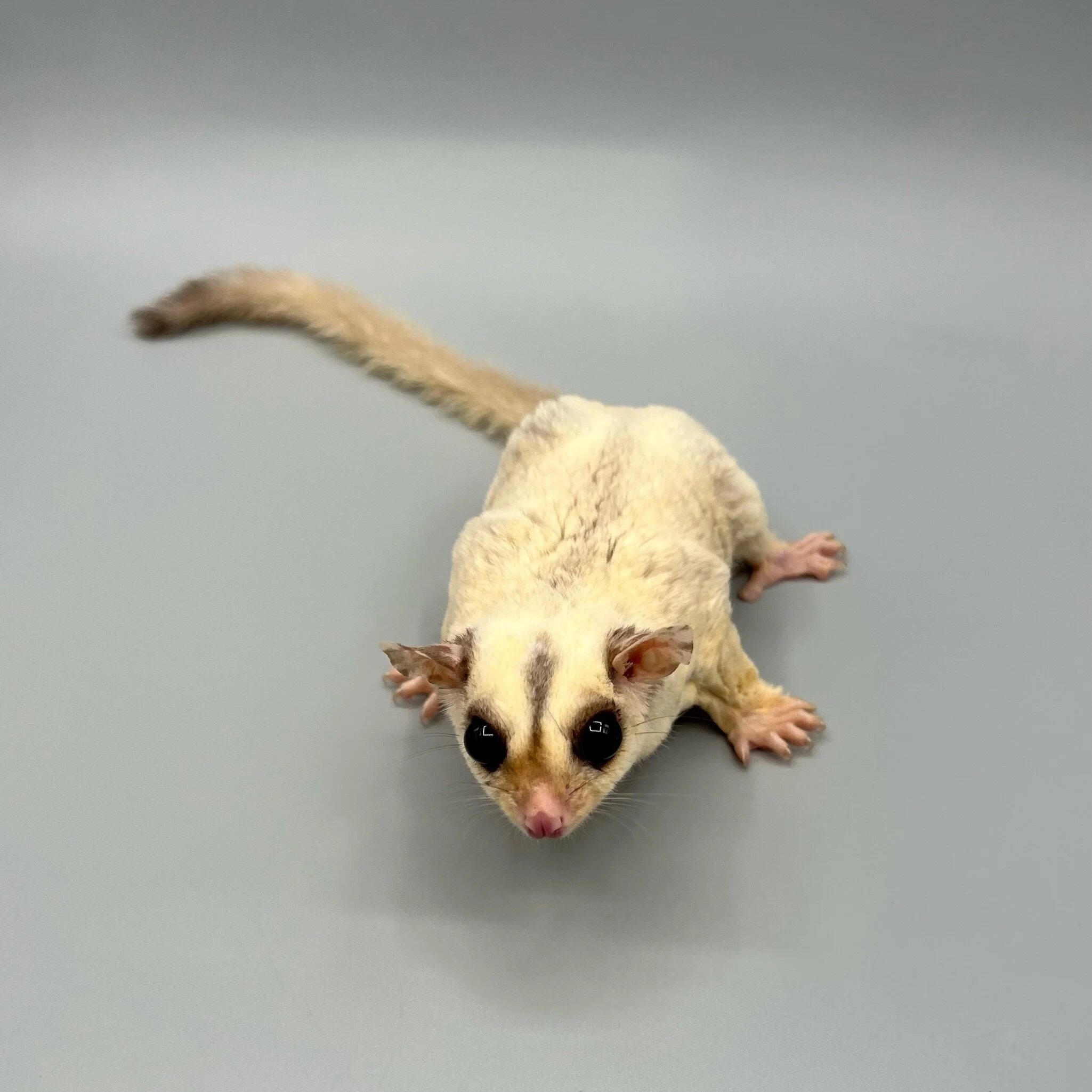 EED3ABBF-2550-4A2B-9C7E-16BBC4929F51