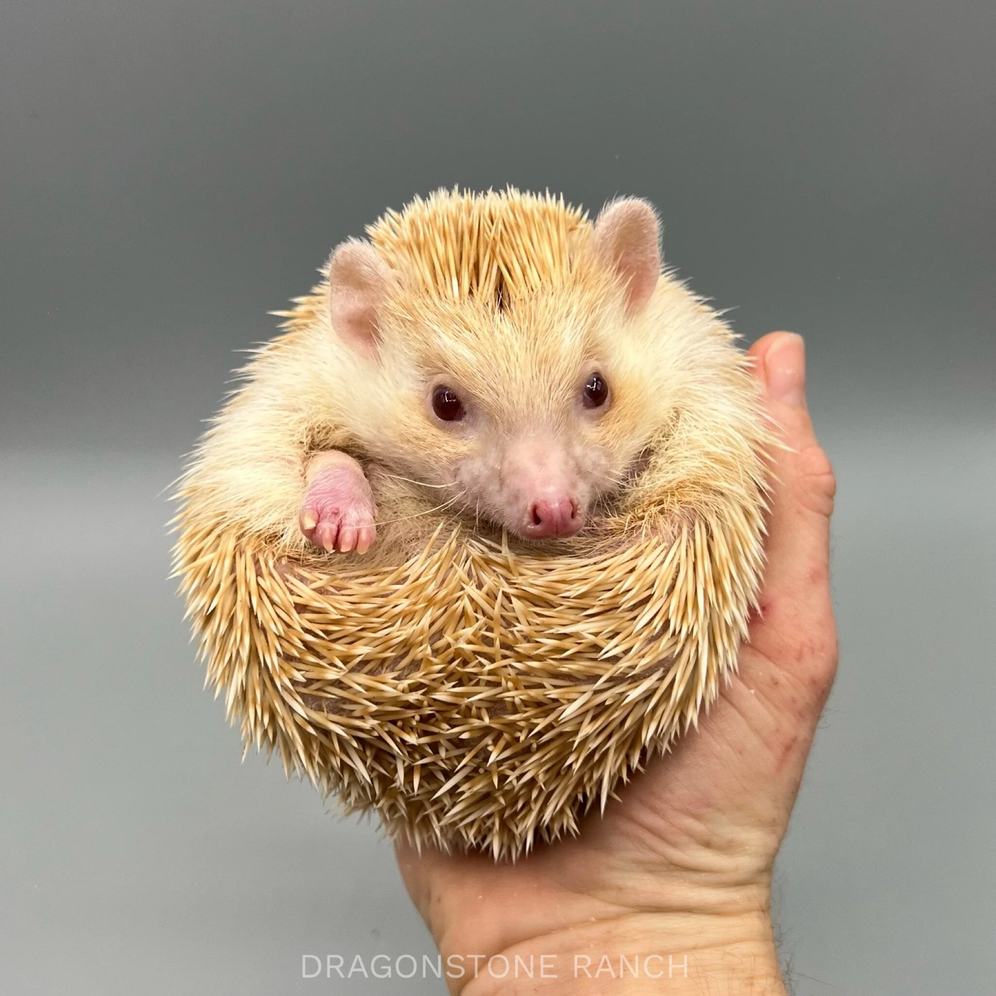 0C334746-8C6B-4C4A-964D-966568F3A14E