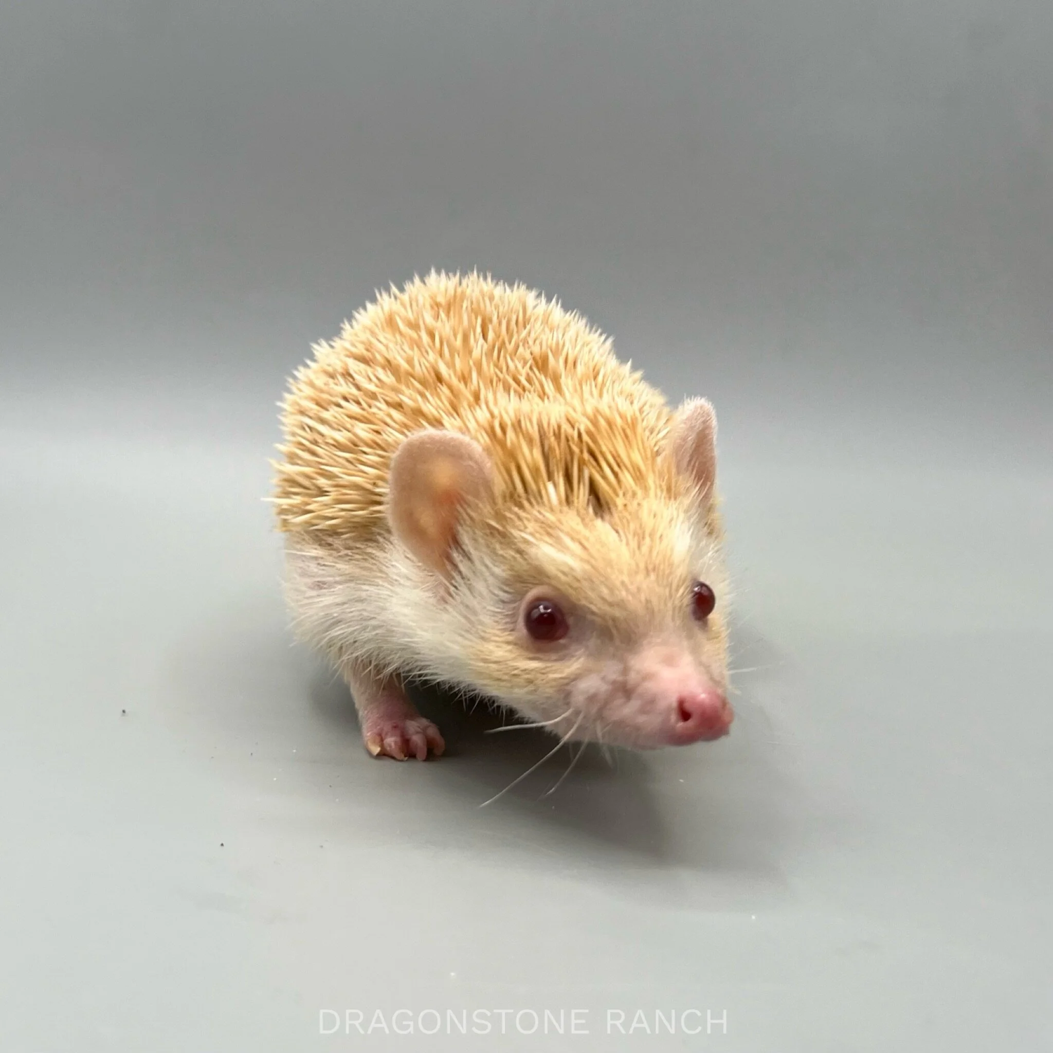 FFE7ED86-C6B8-459C-A78C-CAA385DD5741