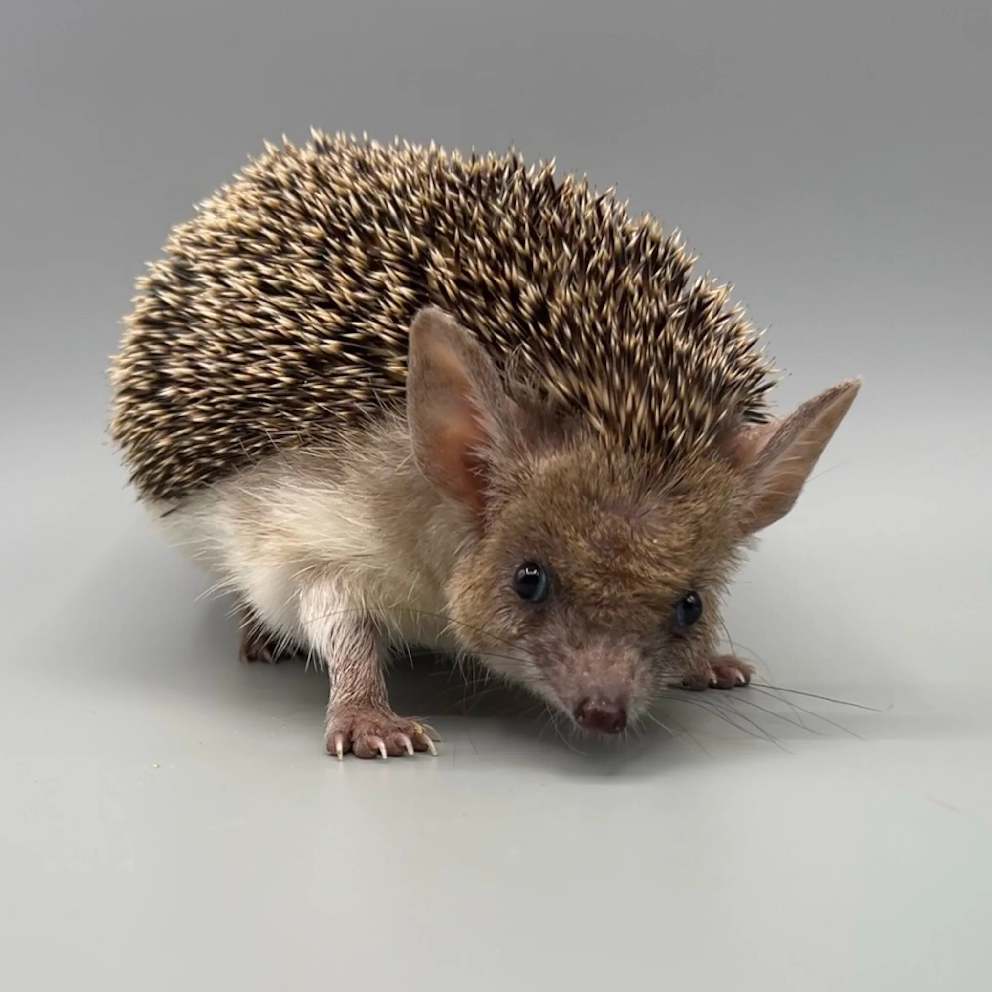 58B5672A-1B47-4B88-A3E1-0CD04AA8800F