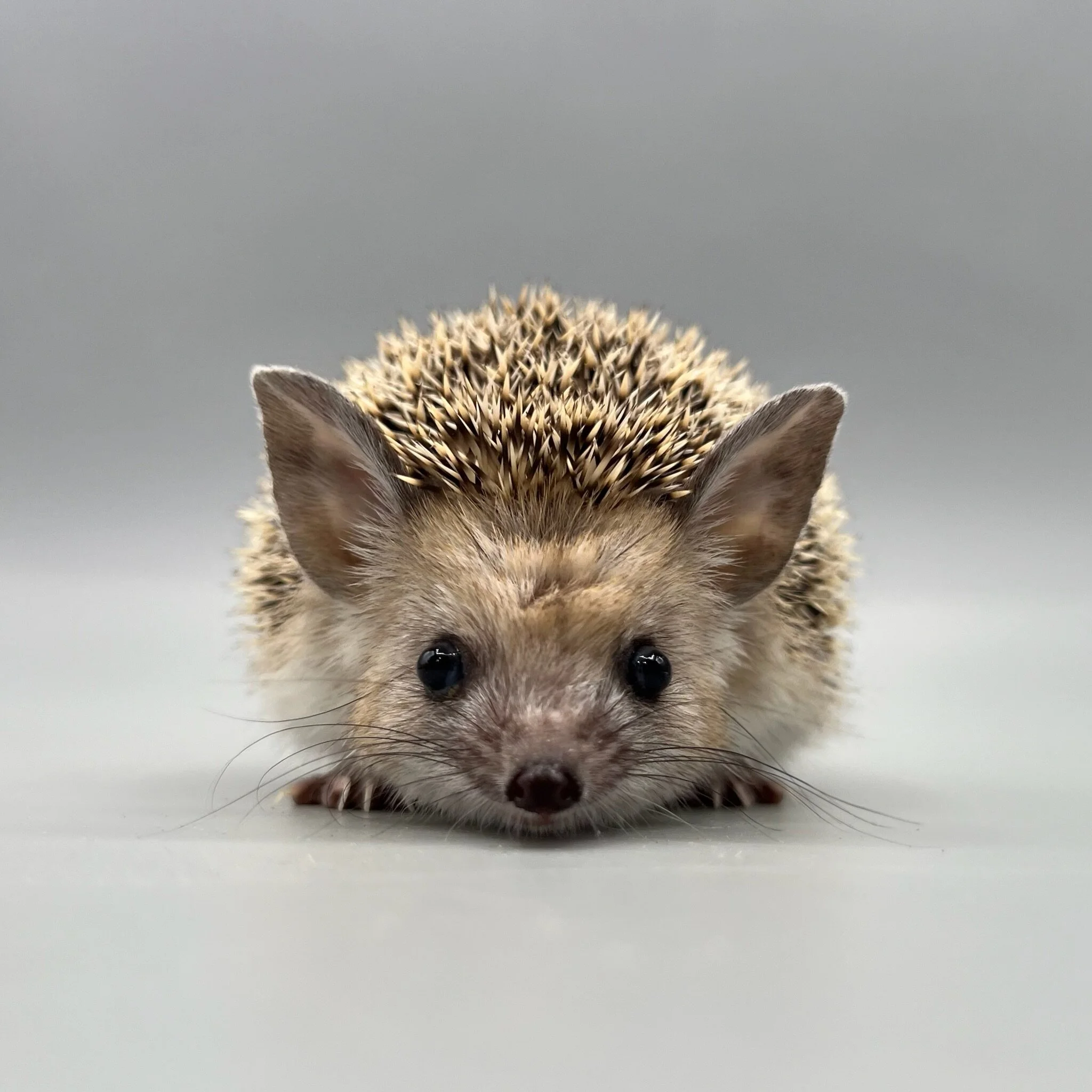 C121B991-9D78-4907-9B1D-9D8D754C0D42