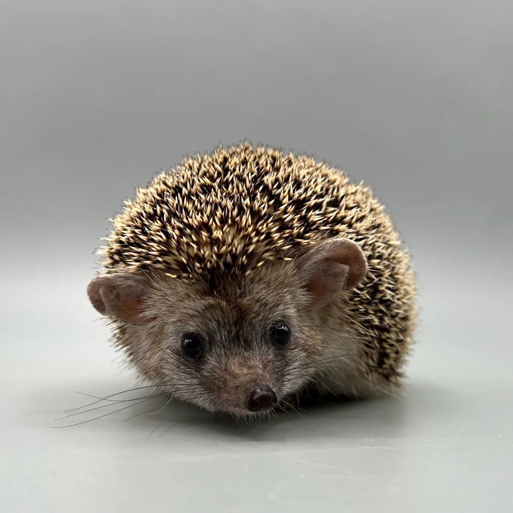 Babu $400 — DRAGONSTONE RANCH - Main Image