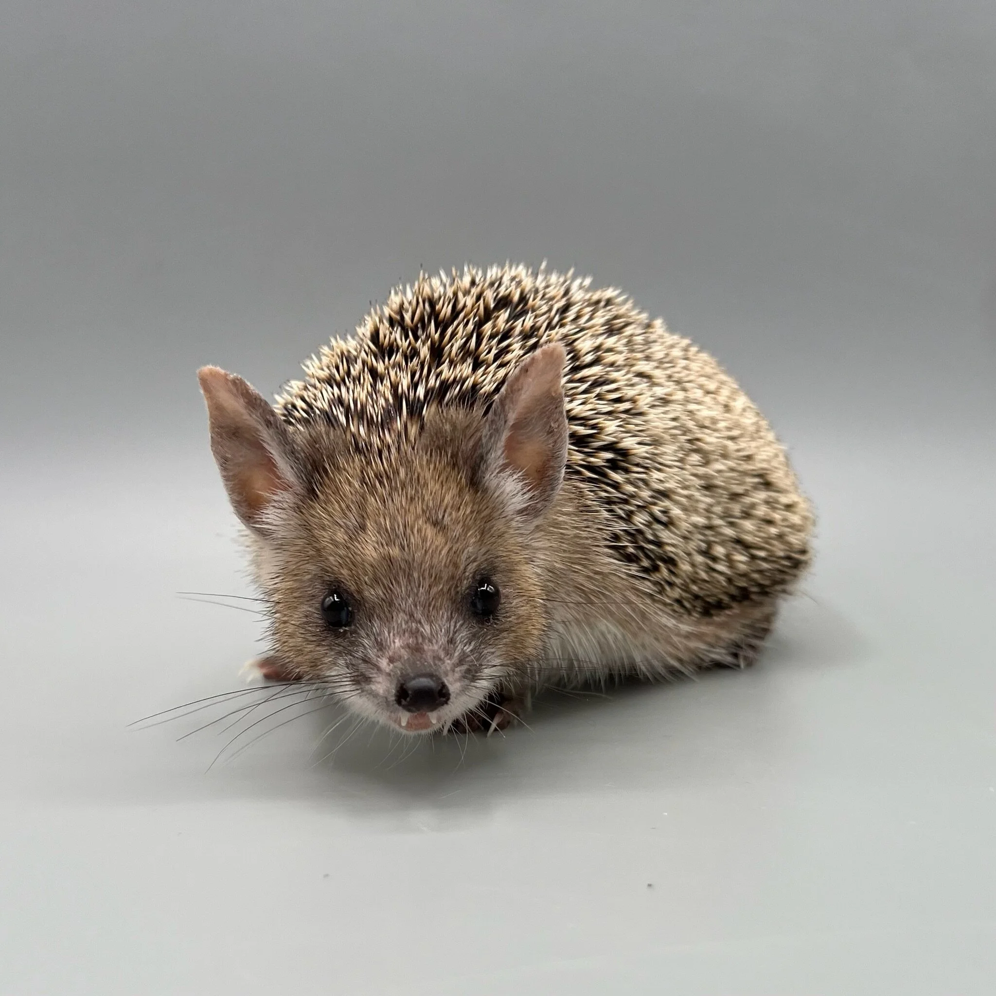 02B2ADC9-5976-47DE-8CCF-85C5B6776432