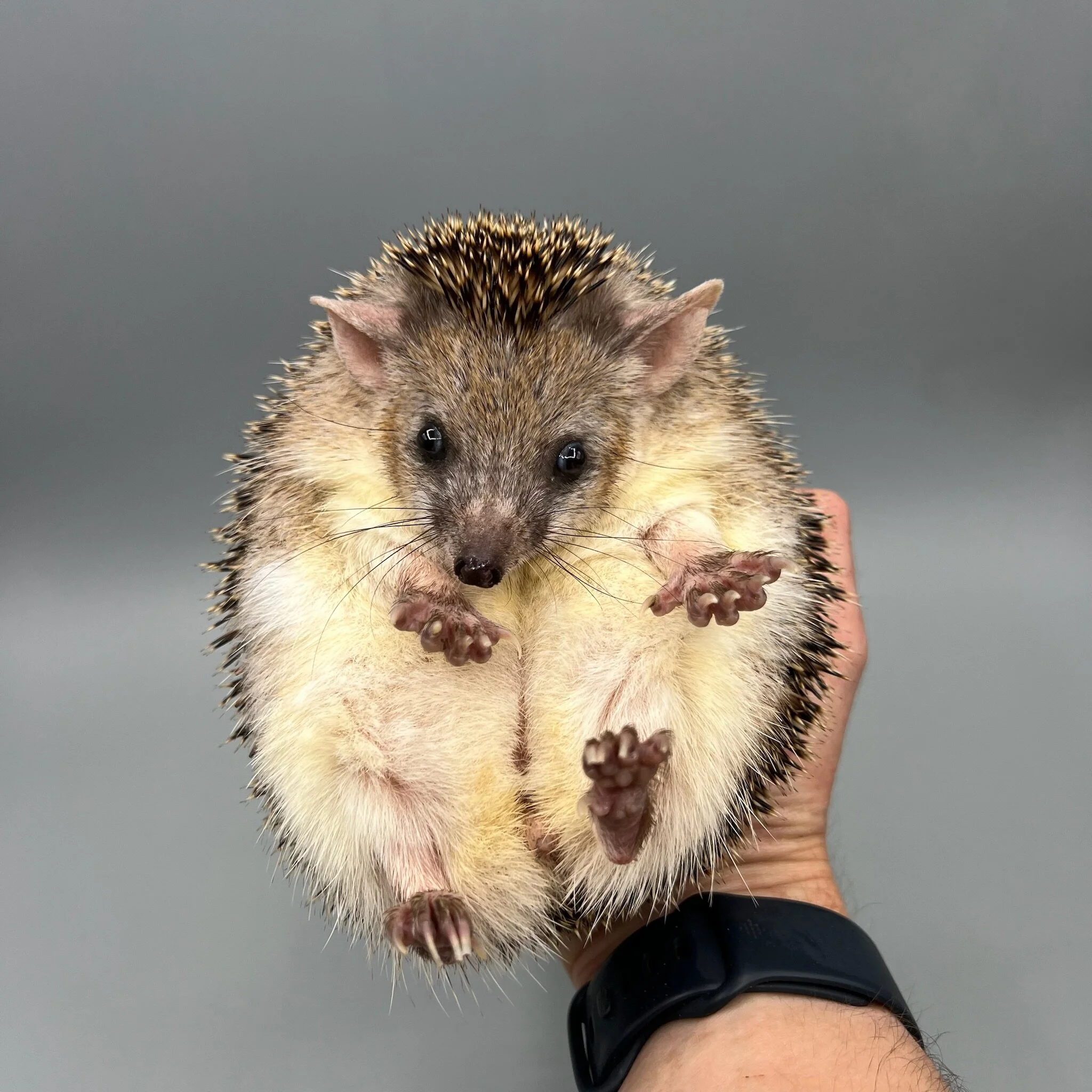 4F2A6F2C-01E6-49ED-9D1B-A56A32C557ED