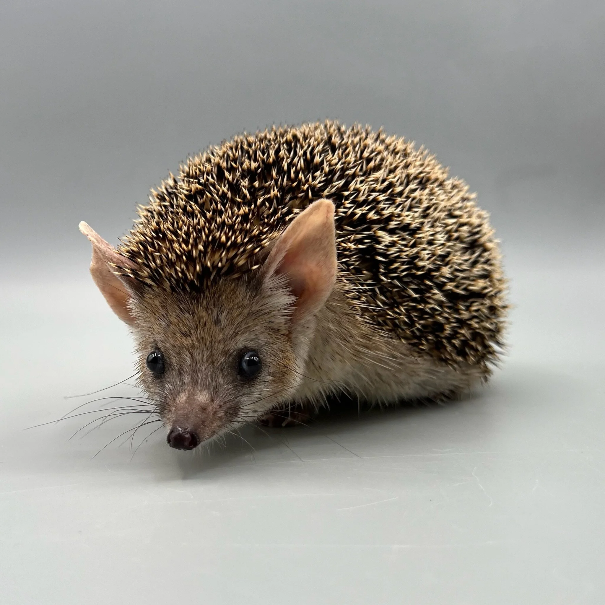 FFADE70A-8AC3-44A8-B04C-DFD5F6A66F4B