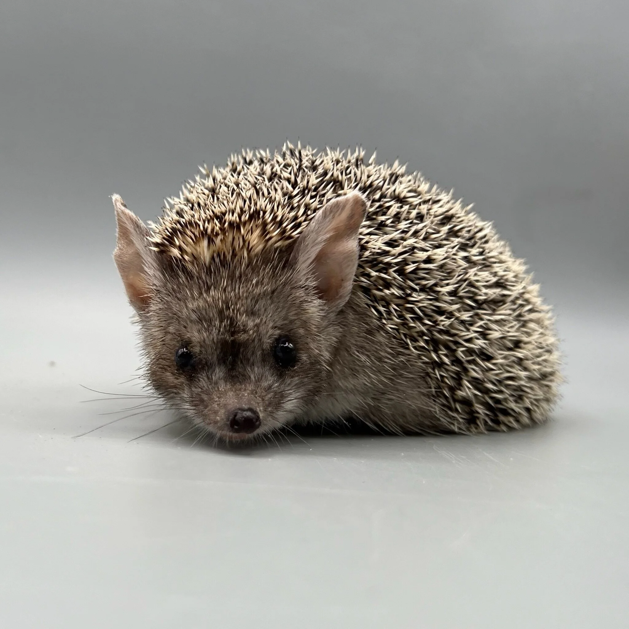 889967B0-CA9C-449E-BD31-1931288DDBA8