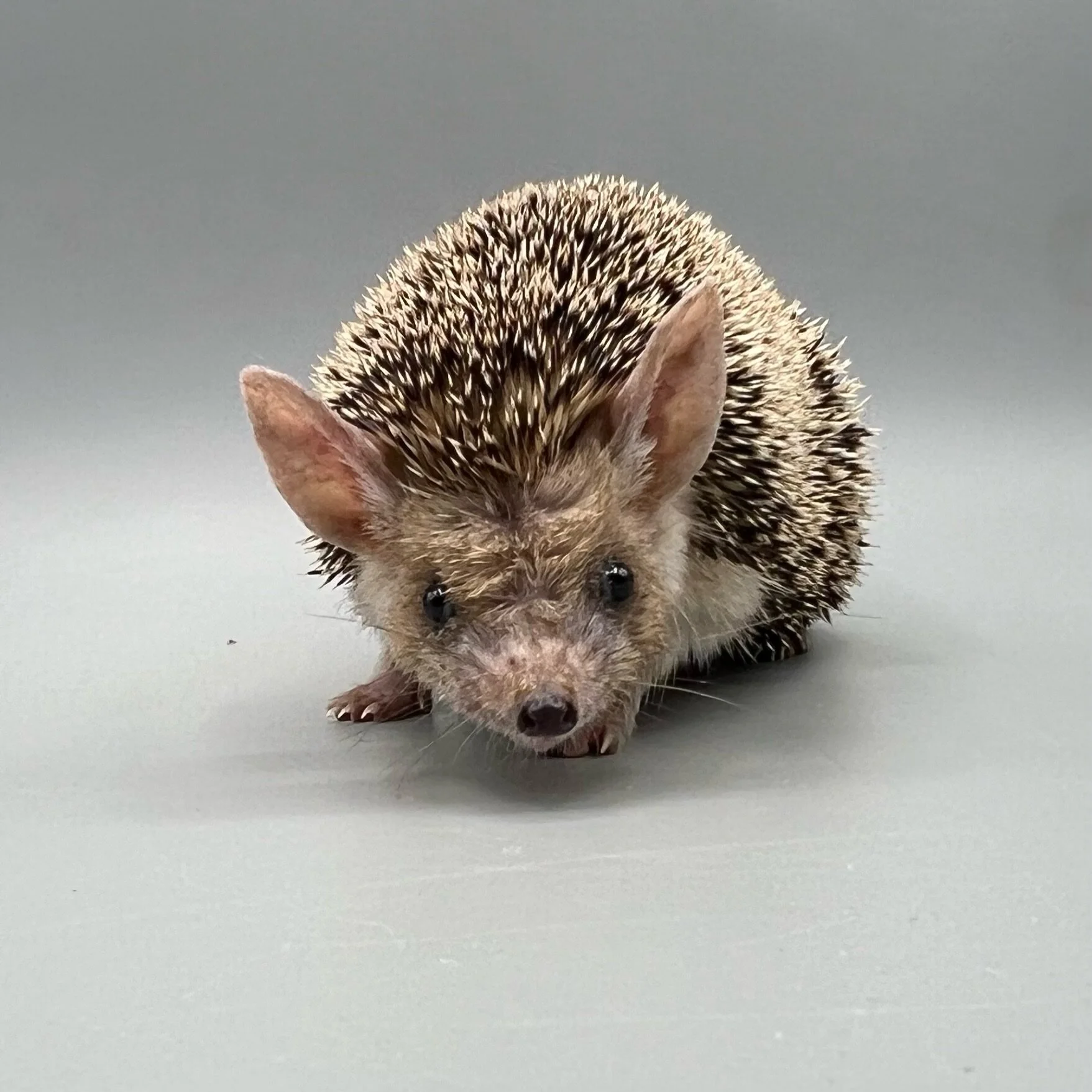 A0CE10EB-0028-40CE-A45C-D6CFFC4F1913