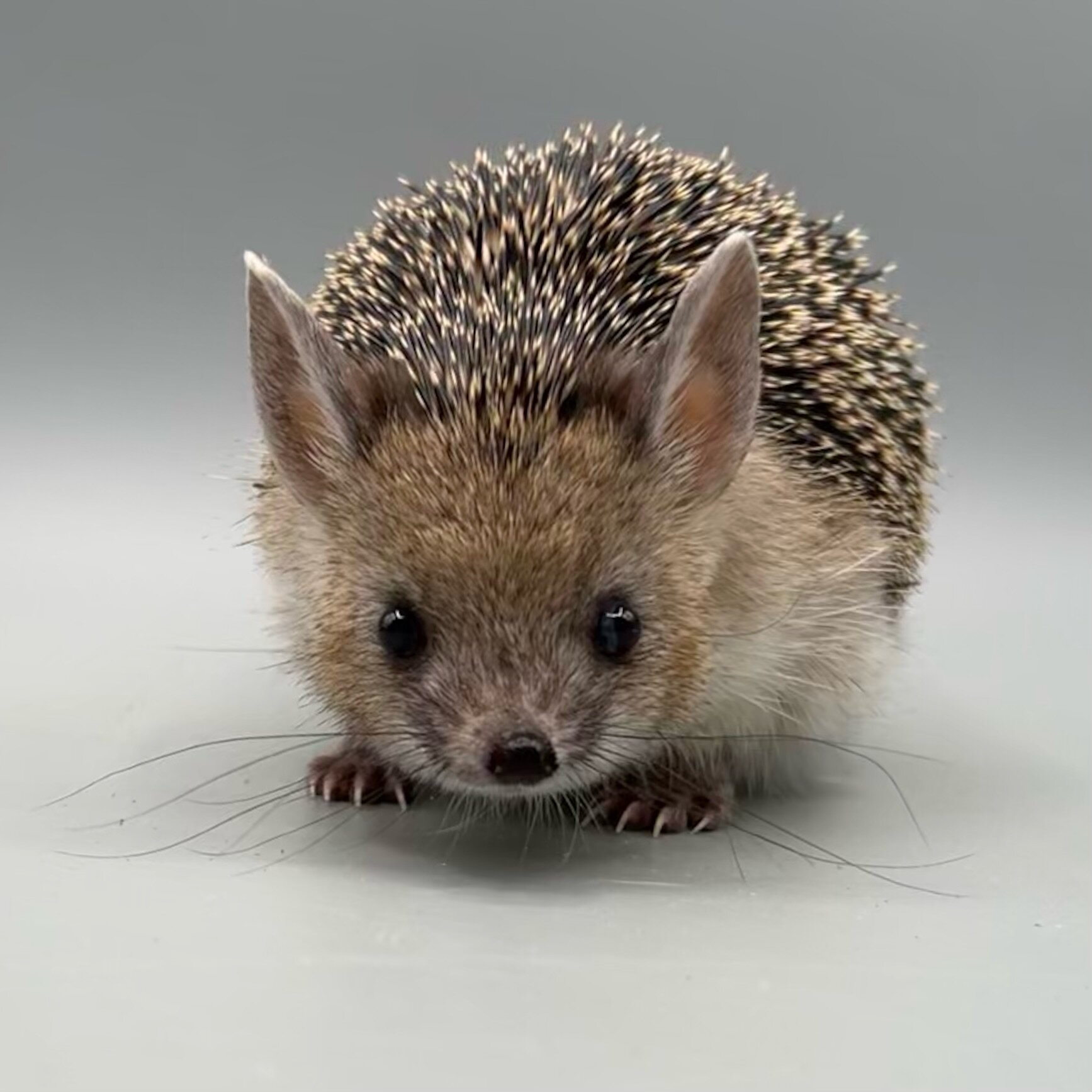 986CBAEC-0011-4CB2-B201-23237FE45CDA