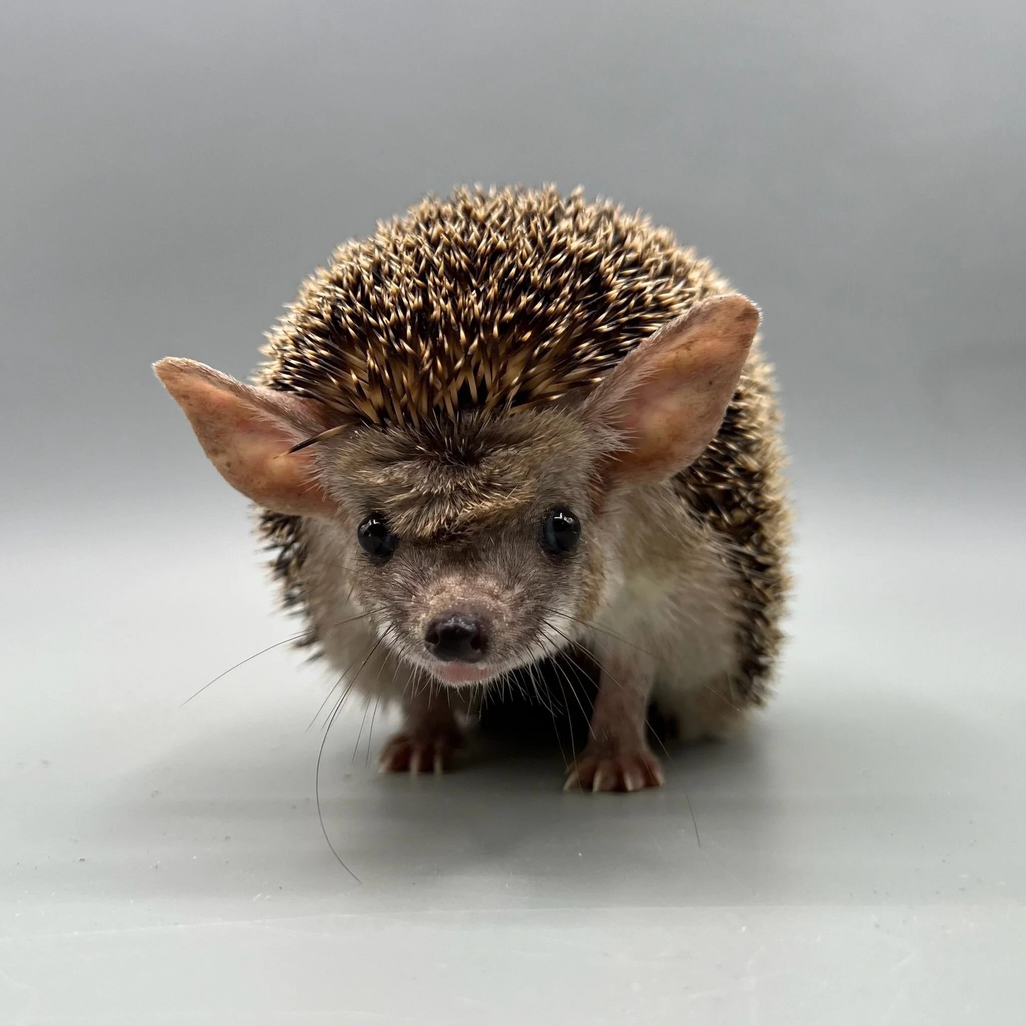 2356A4B9-FEF2-4BA2-A6BE-FB8B0B2B7321