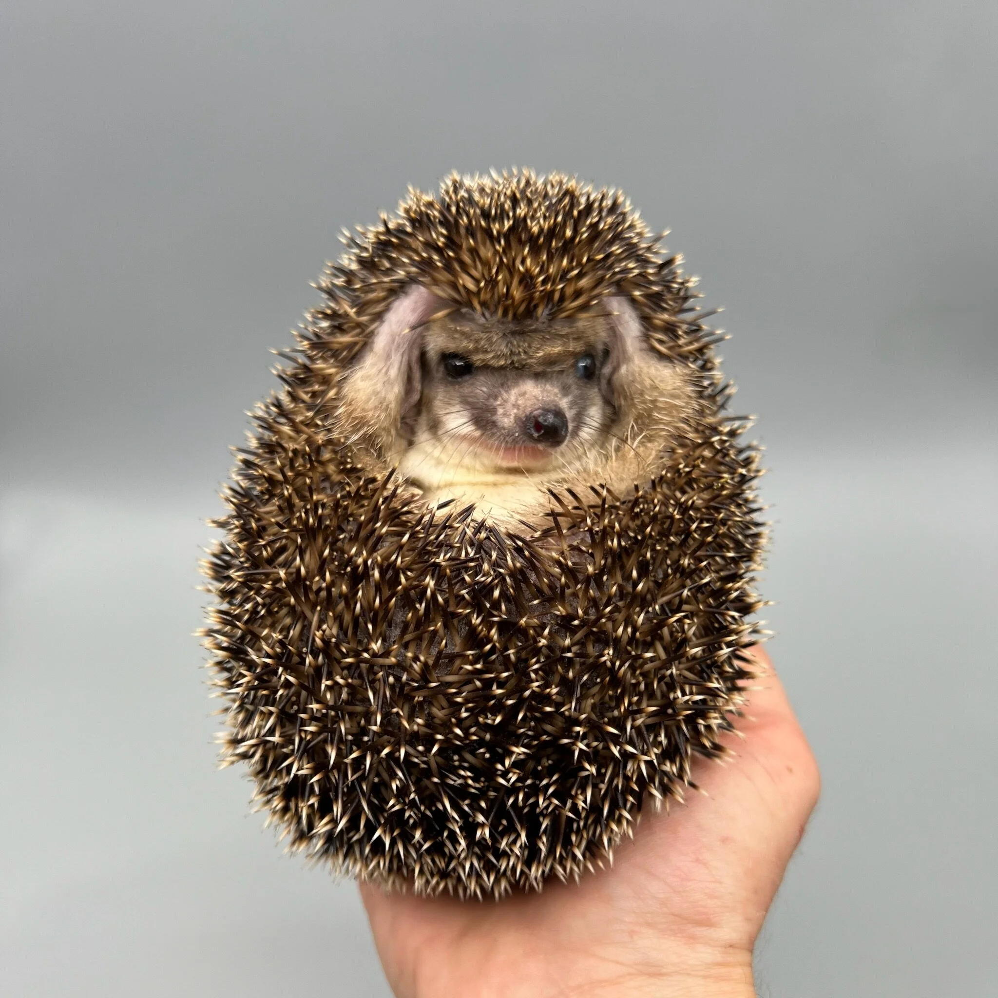 3B2BD2C5-1786-4D76-9CFA-C411E1A8BEA9