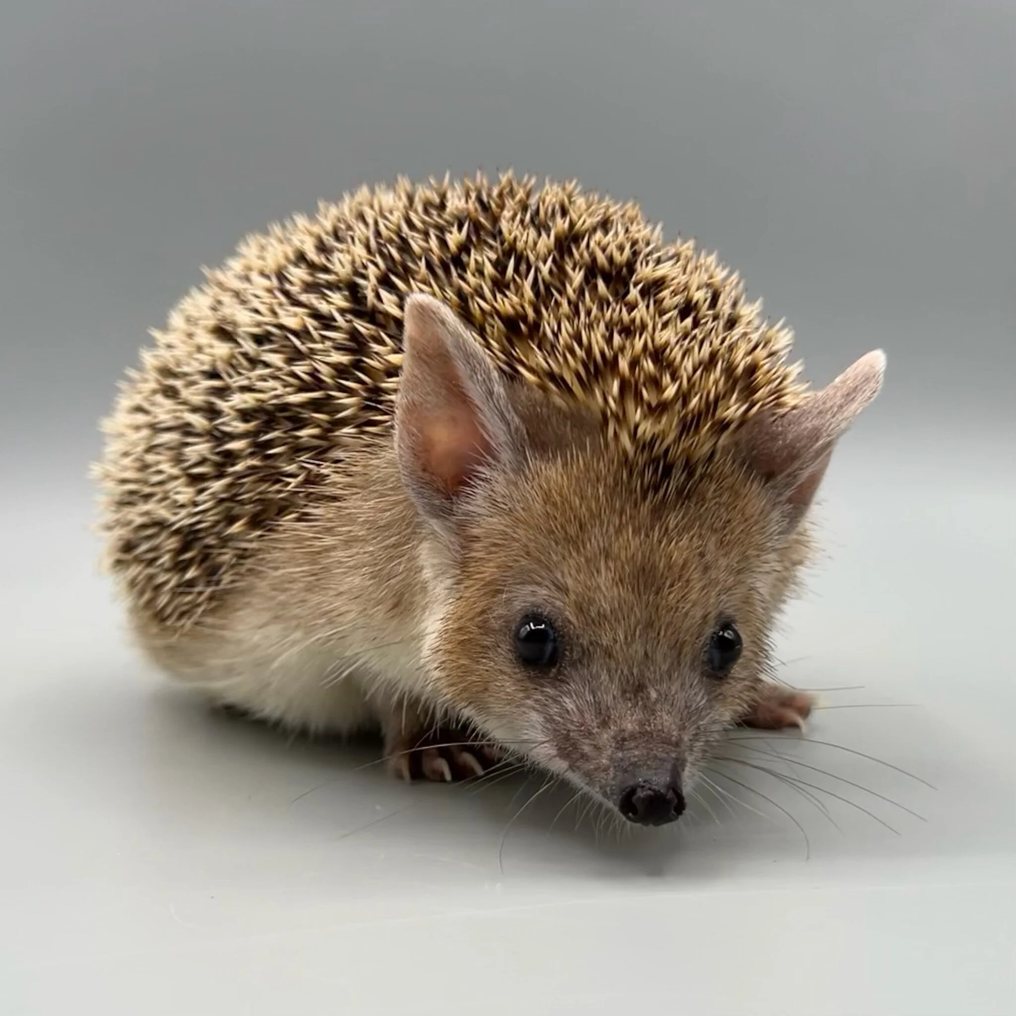 72A148DB-1A4B-4B92-B298-7F489EBBD428