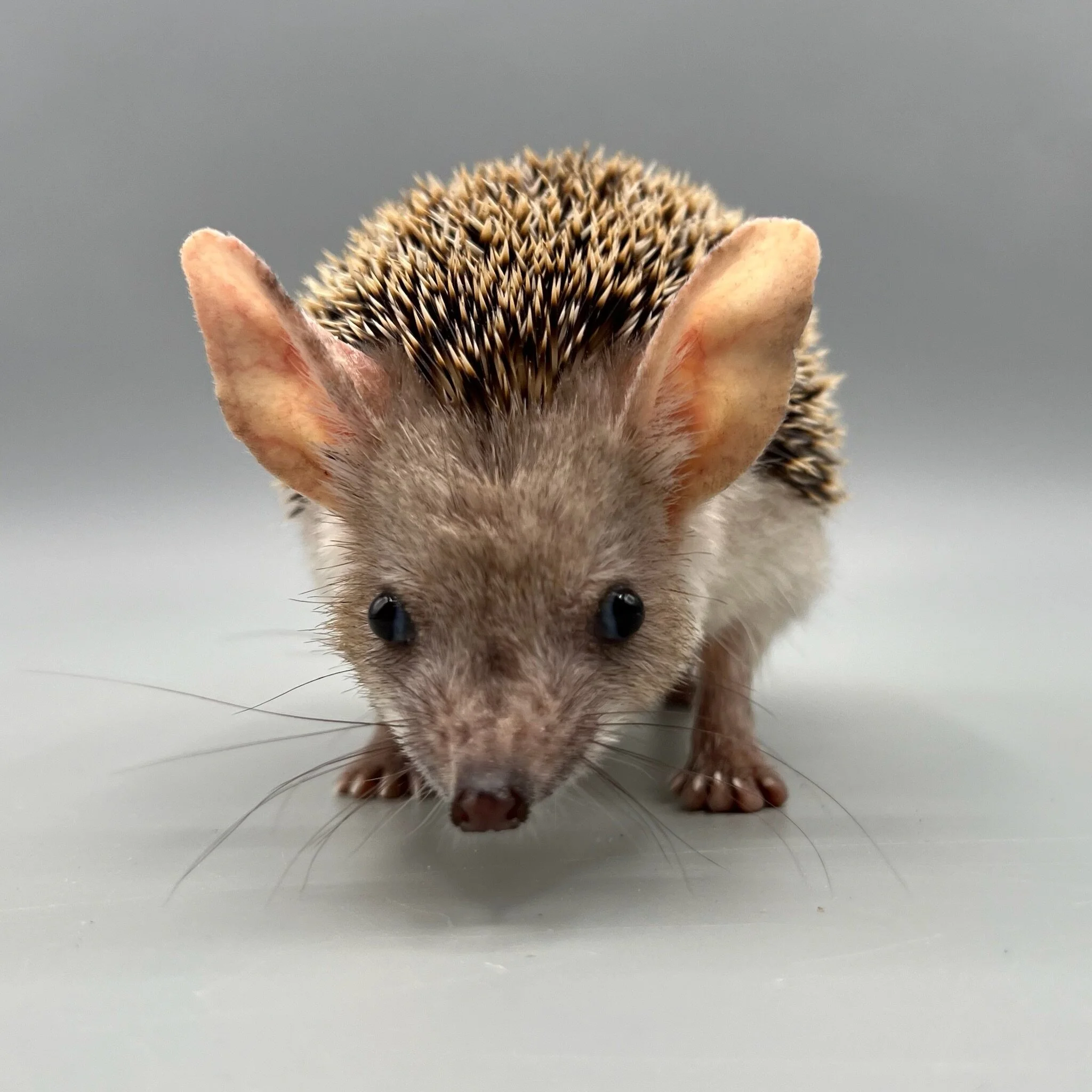 DB54C30C-FC7B-407D-9DC0-C5CB98990576