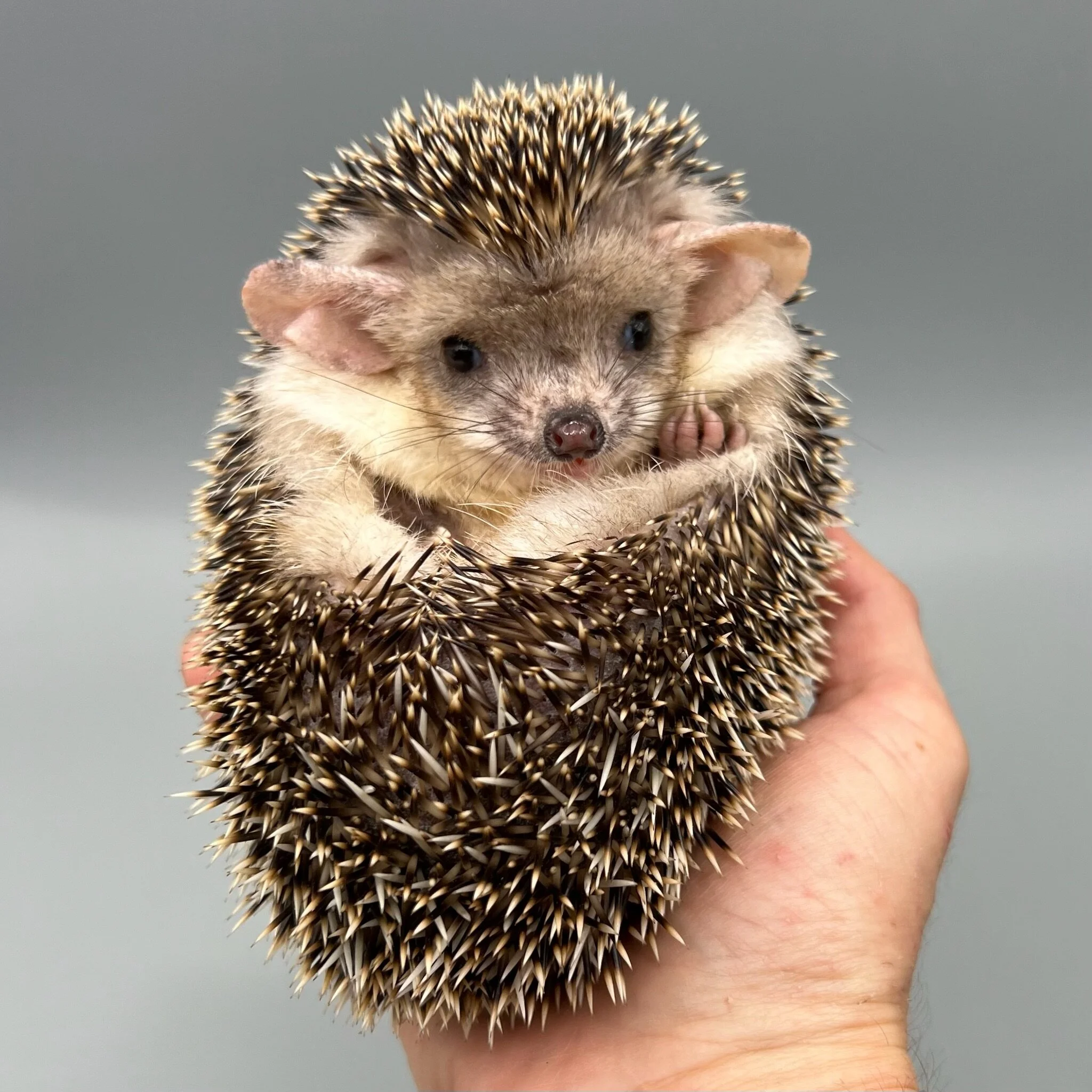 FCB6A0F5-7738-4E15-AC34-7116C1E0CFFA