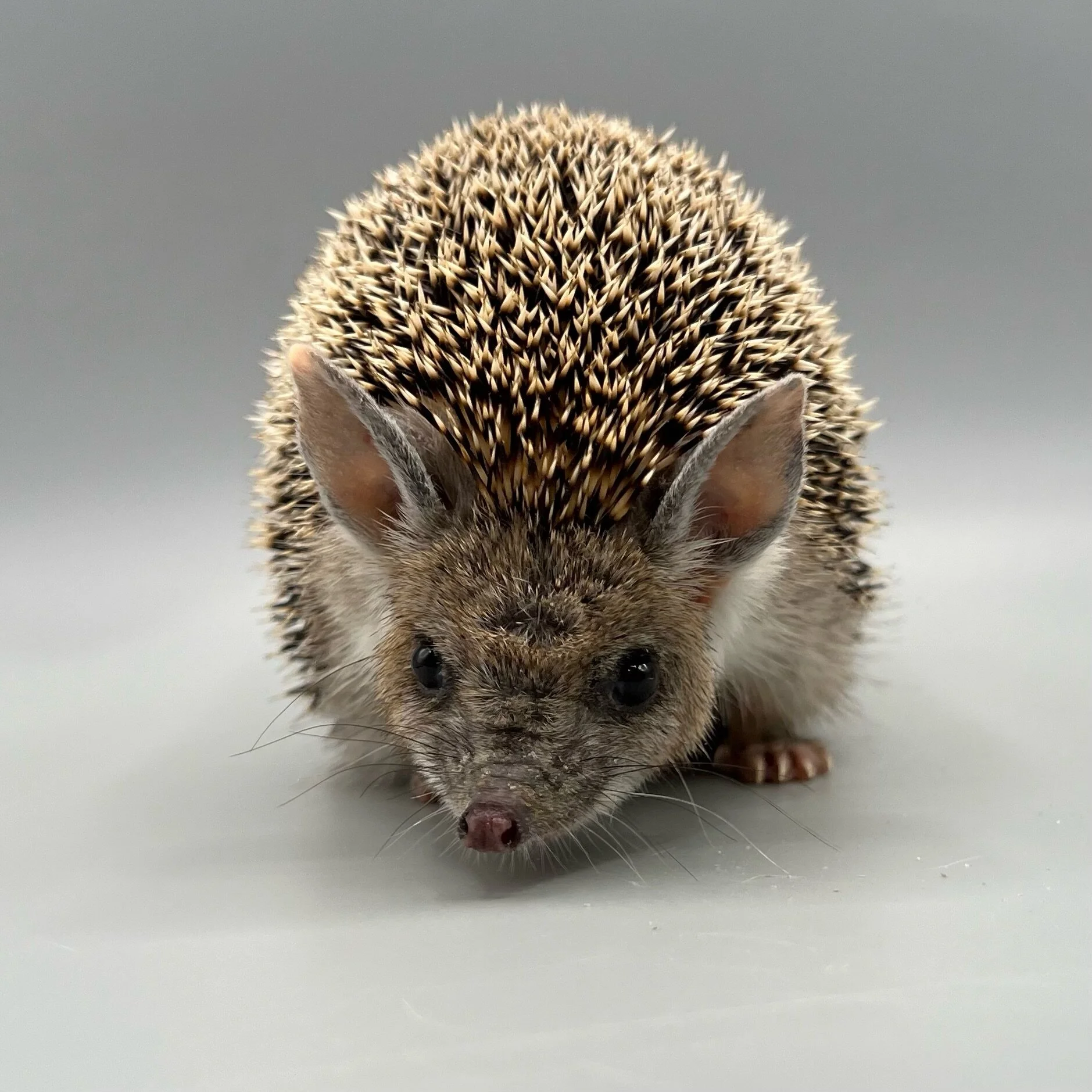 A99E2673-F3CF-4E1E-89BA-092B8EEEFB06