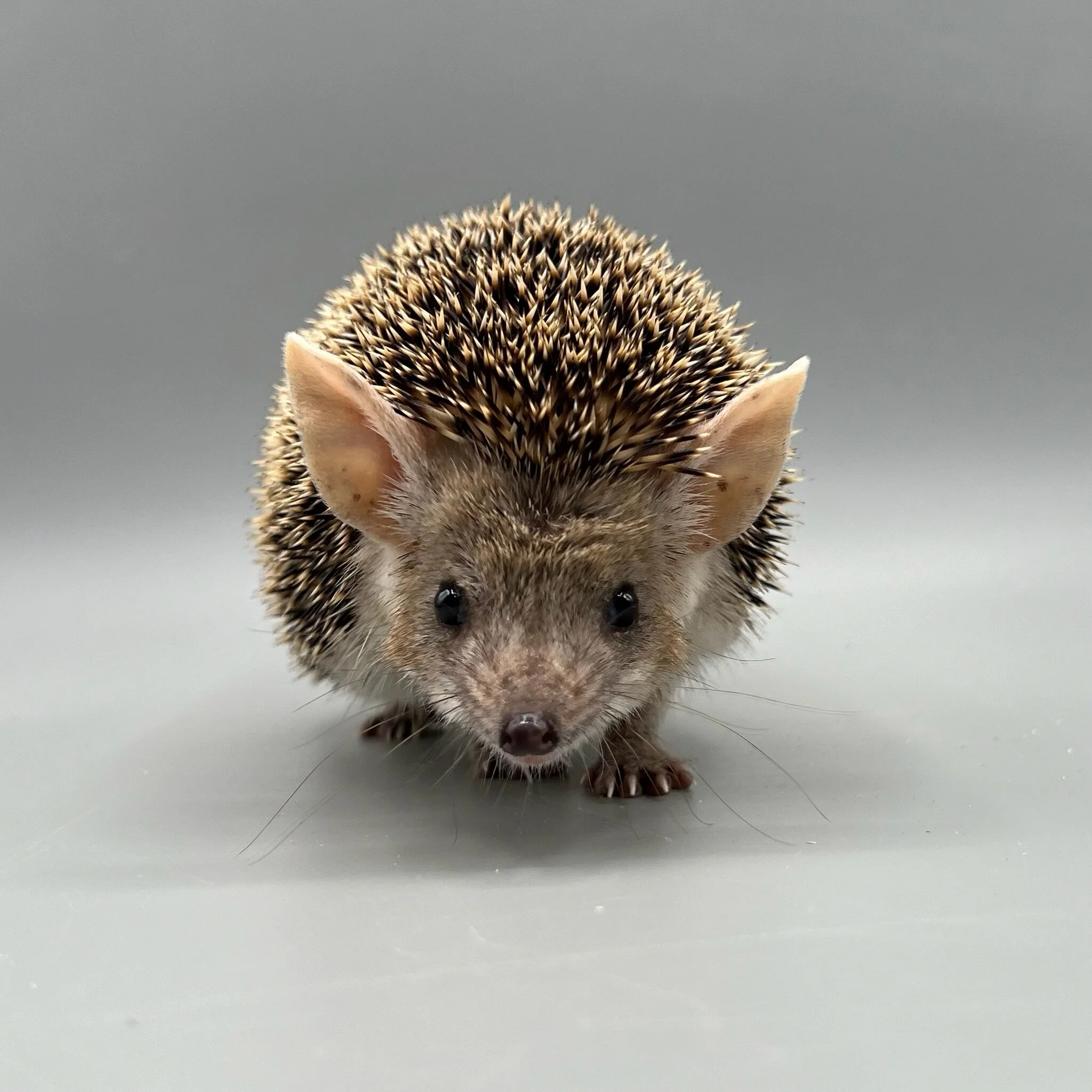 79599888-6631-4594-97A0-341C5910C0D2