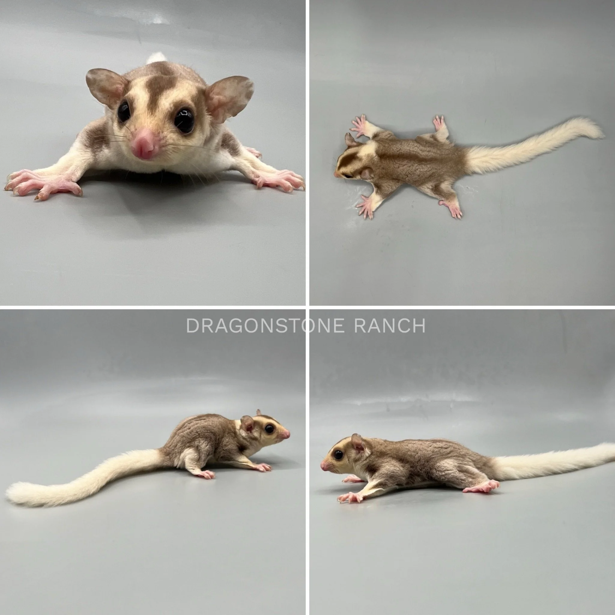 Sugar Glider Babies For Sale | Dragonstone Ranch Sugar gliders near me