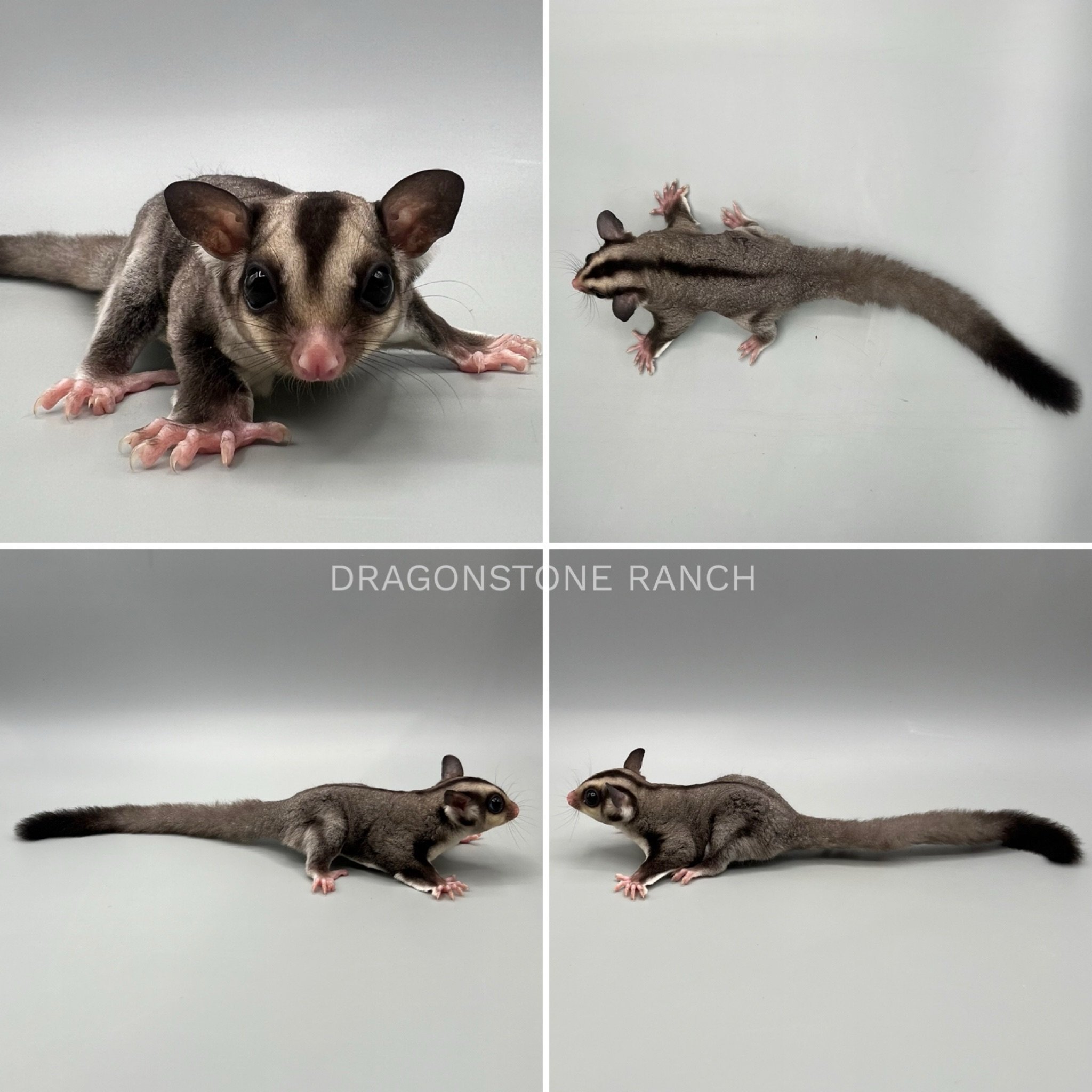 sugar-glider-babies-for-sale-dragonstone-ranch
