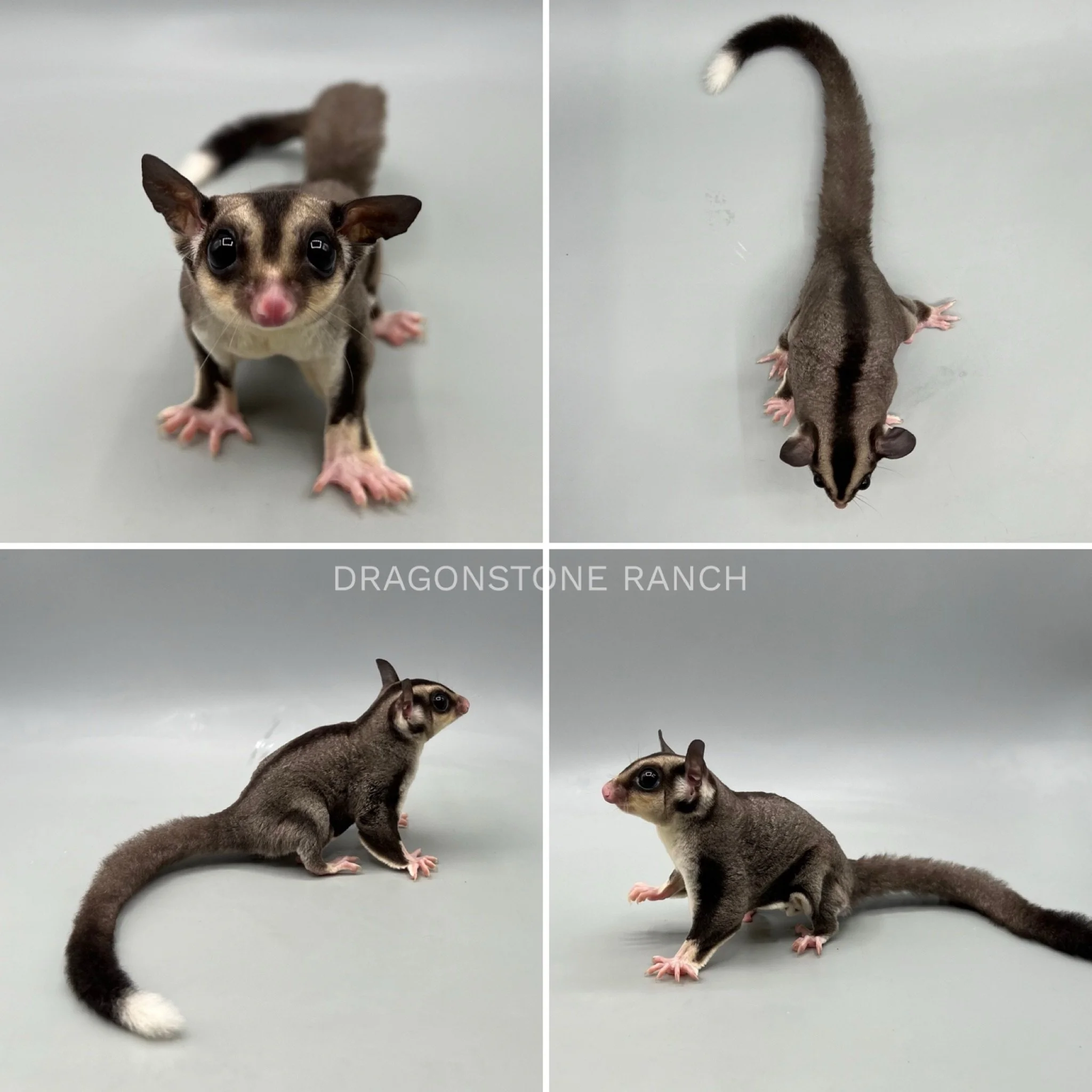 sugar-glider-babies-for-sale-dragonstone-ranch
