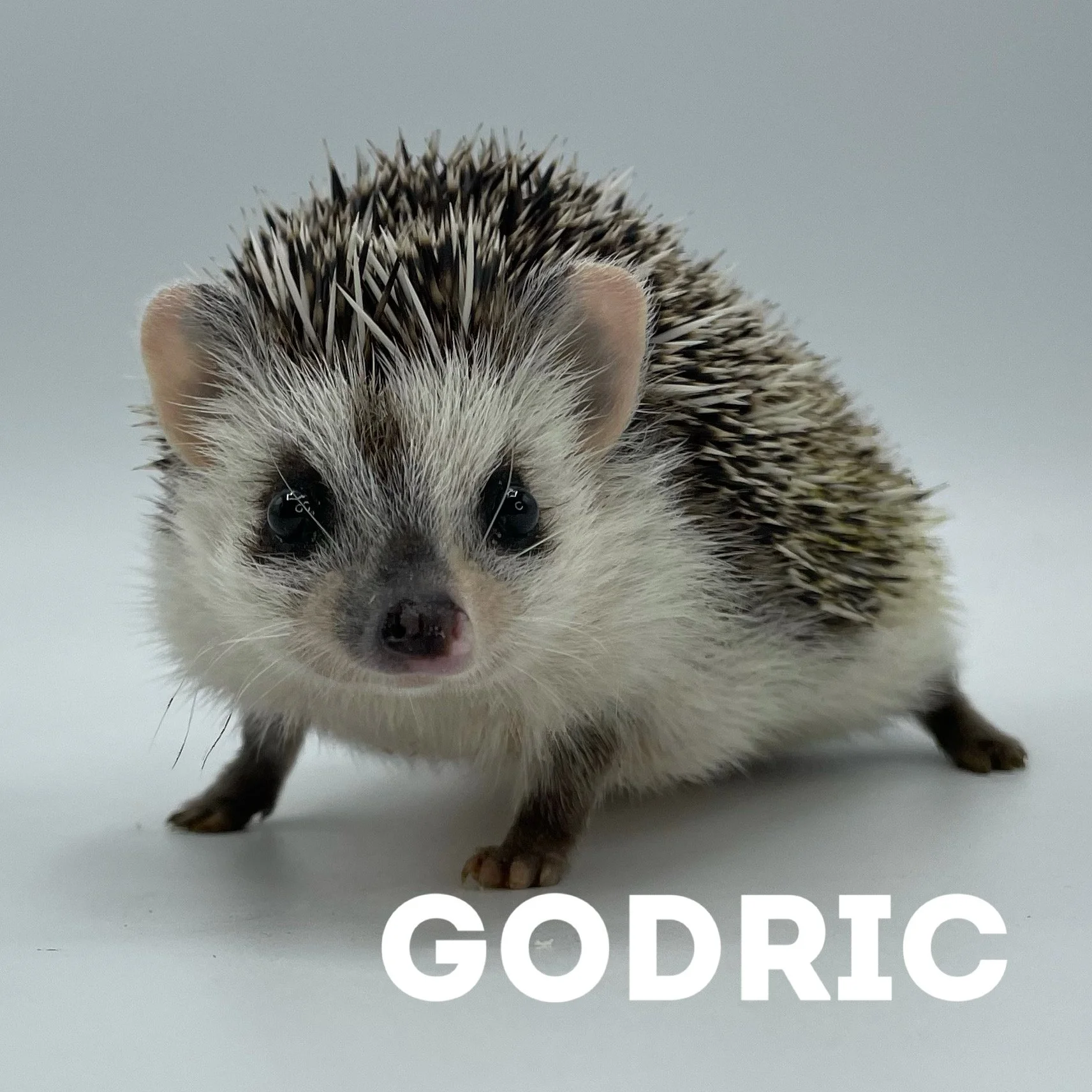 925C71C1-5D8F-4E2E-89C7-04BC38C947C9.jpeg