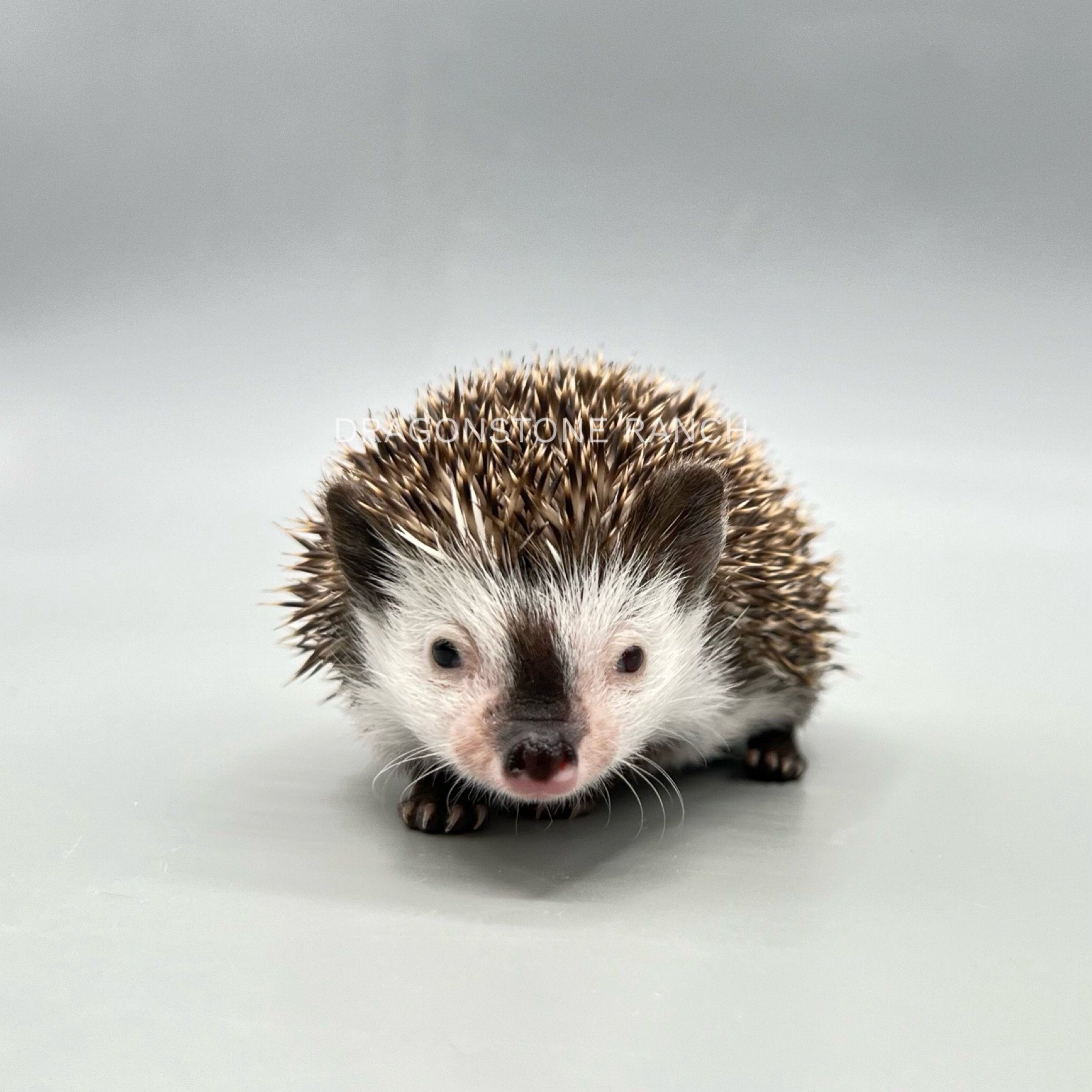 087D54B4-8299-45D3-BD5C-8C441360D62A.jpeg