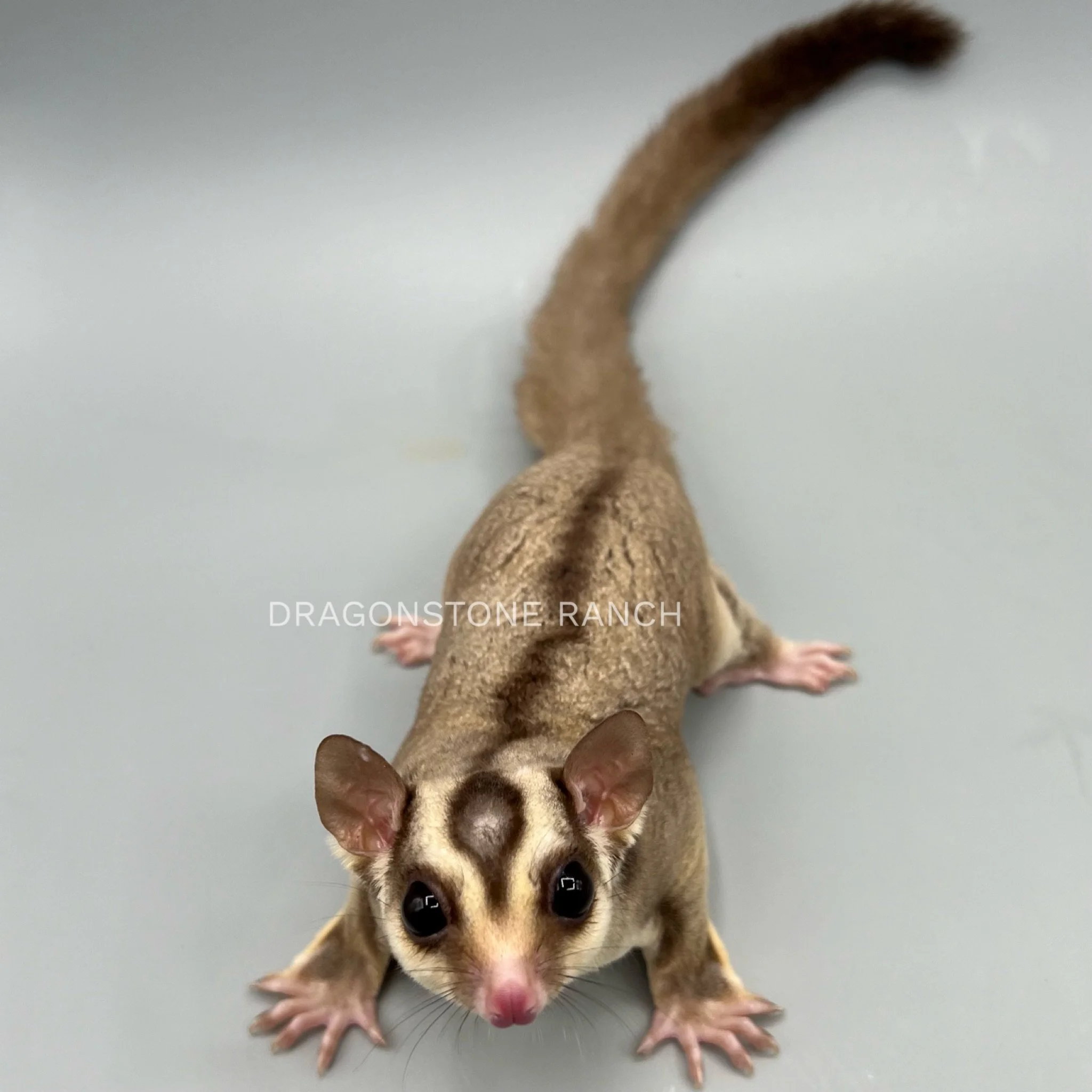 sugar-glider-babies-for-sale-dragonstone-ranch