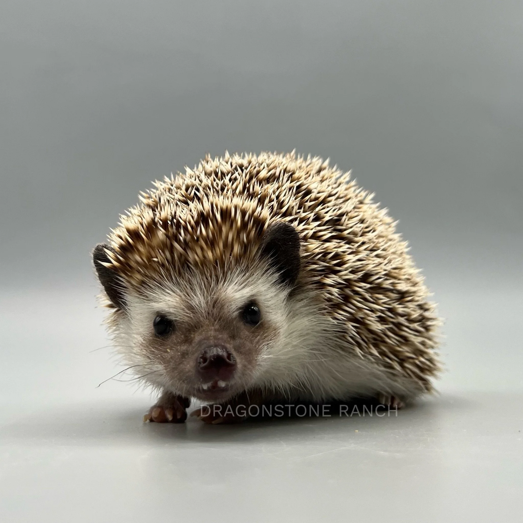 E44E861E-F8D6-4DA3-A577-BE5F0CD9BA12.jpeg