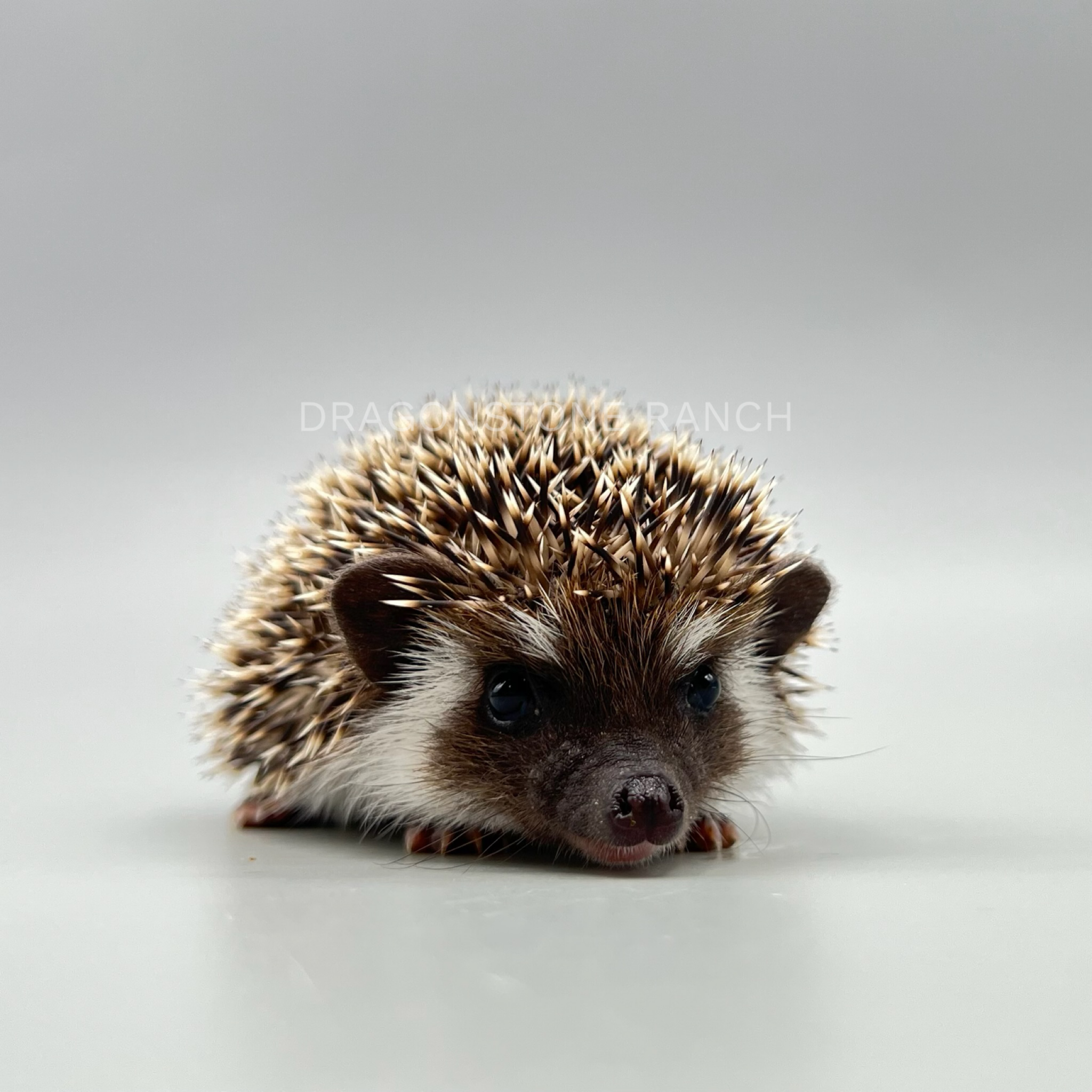 3C0AF6D3-F30D-4B5F-8C88-239B4AA7F1F5.png