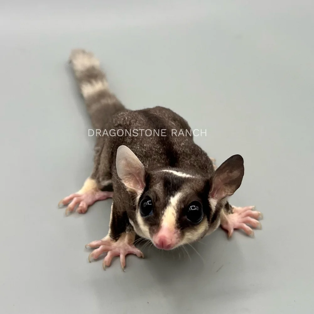Glider Pet Buy Baby Sugar Glider Sugar Glider Toy Safari Ltd®