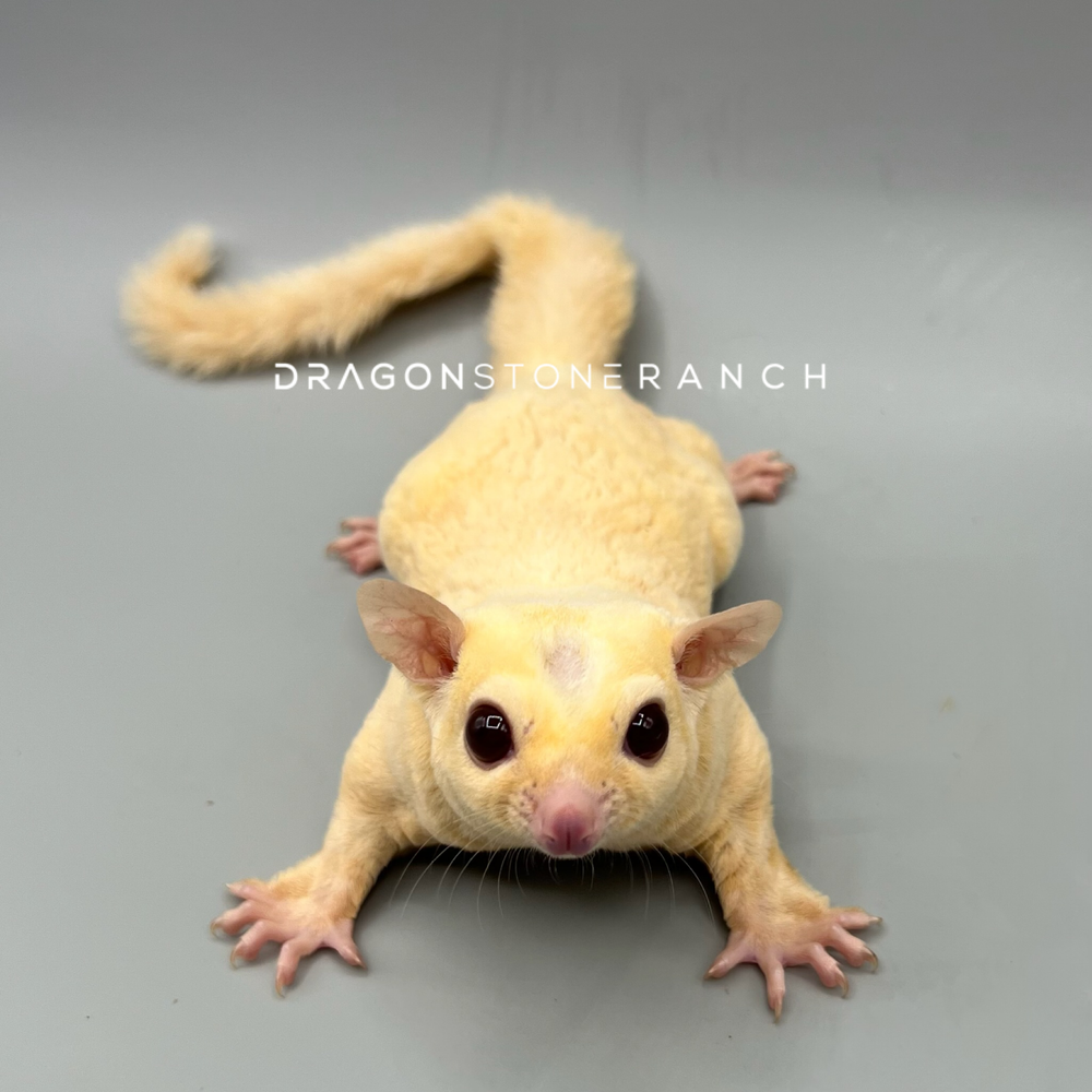 Price Sugar Squirrel For Sale Price Sugar Glider Adoption Sugar