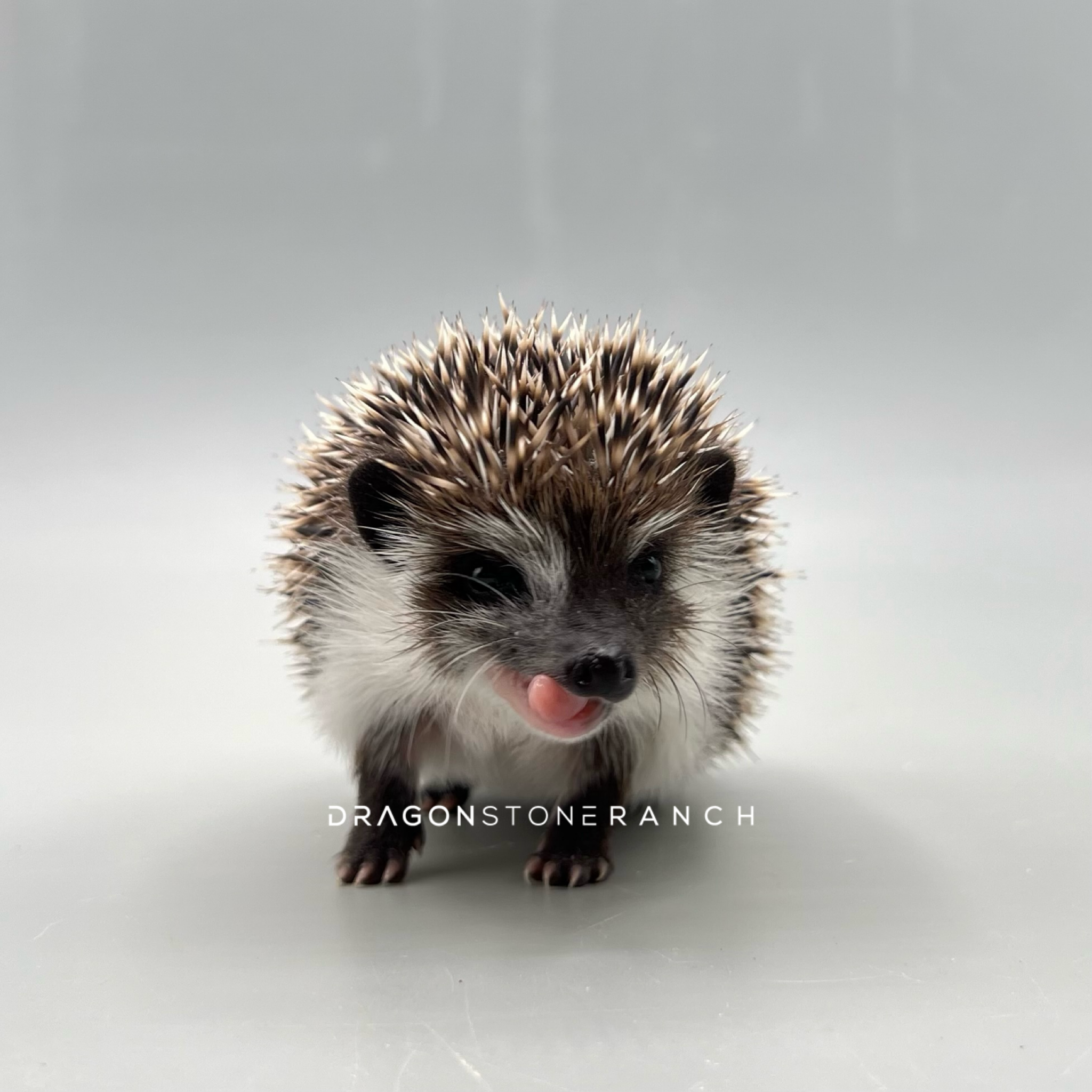 68947848-E6B4-40B1-B8A7-8DFF54AD84EF.png