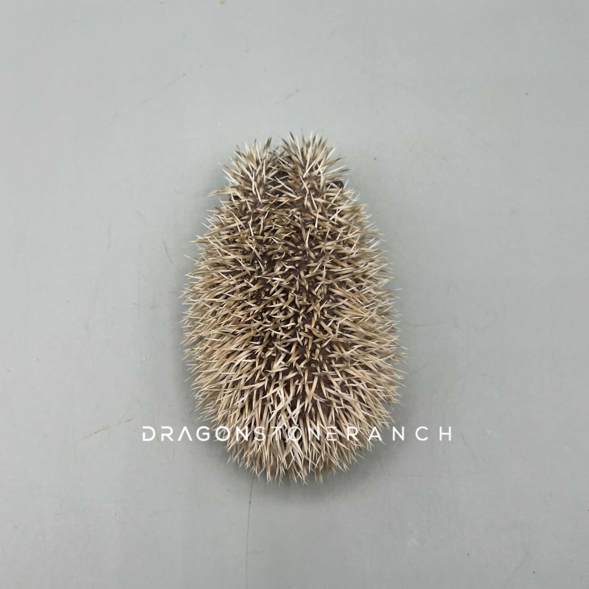 A9200F16-D3B2-4171-BEB9-28790DEDB2B7.png