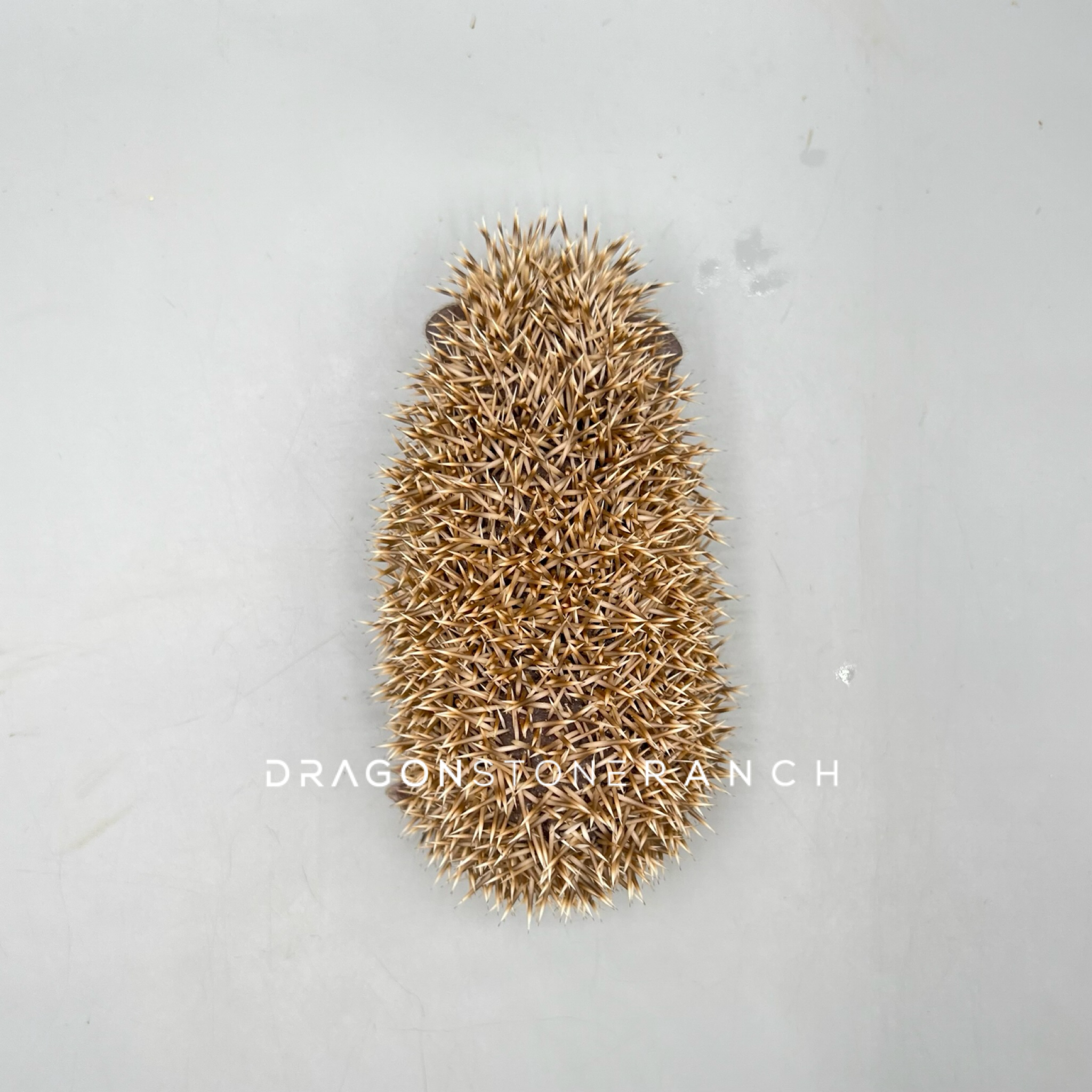 197FC89D-F1B3-48AF-8B7D-1892C2CE1272.png